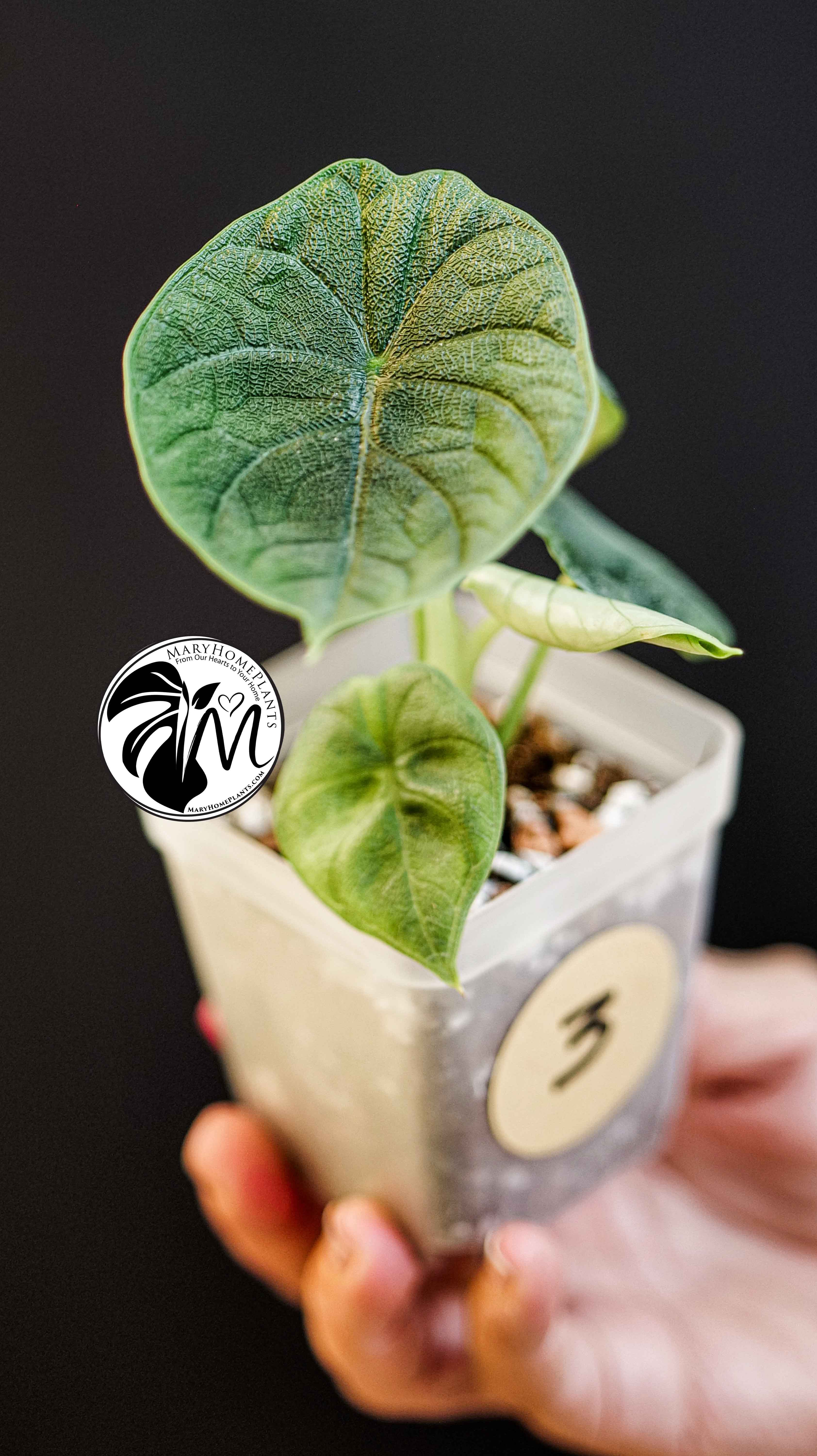 Alocasia Melo