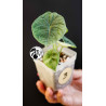 Alocasia Melo