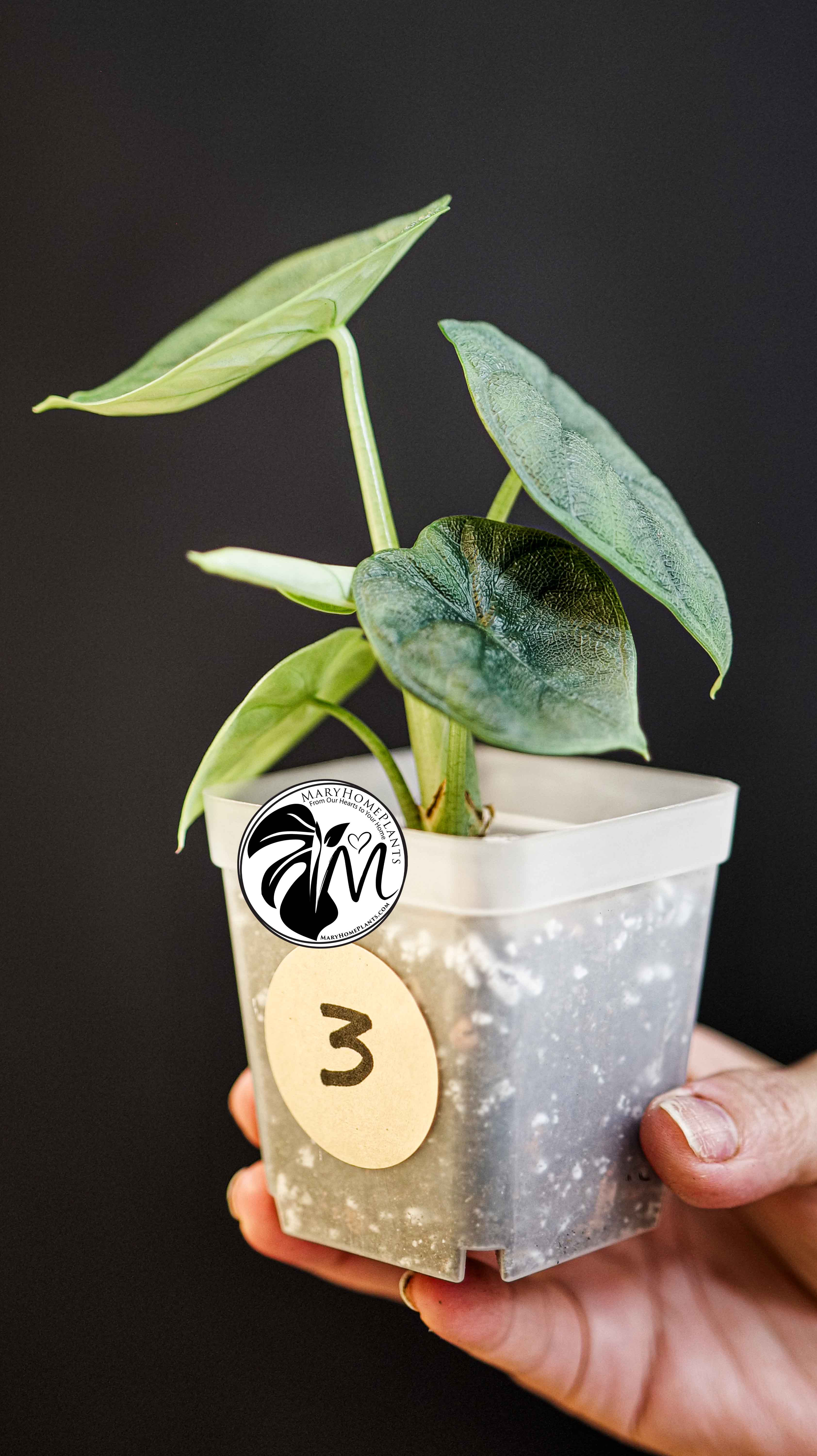 Alocasia Melo