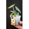 Alocasia Melo