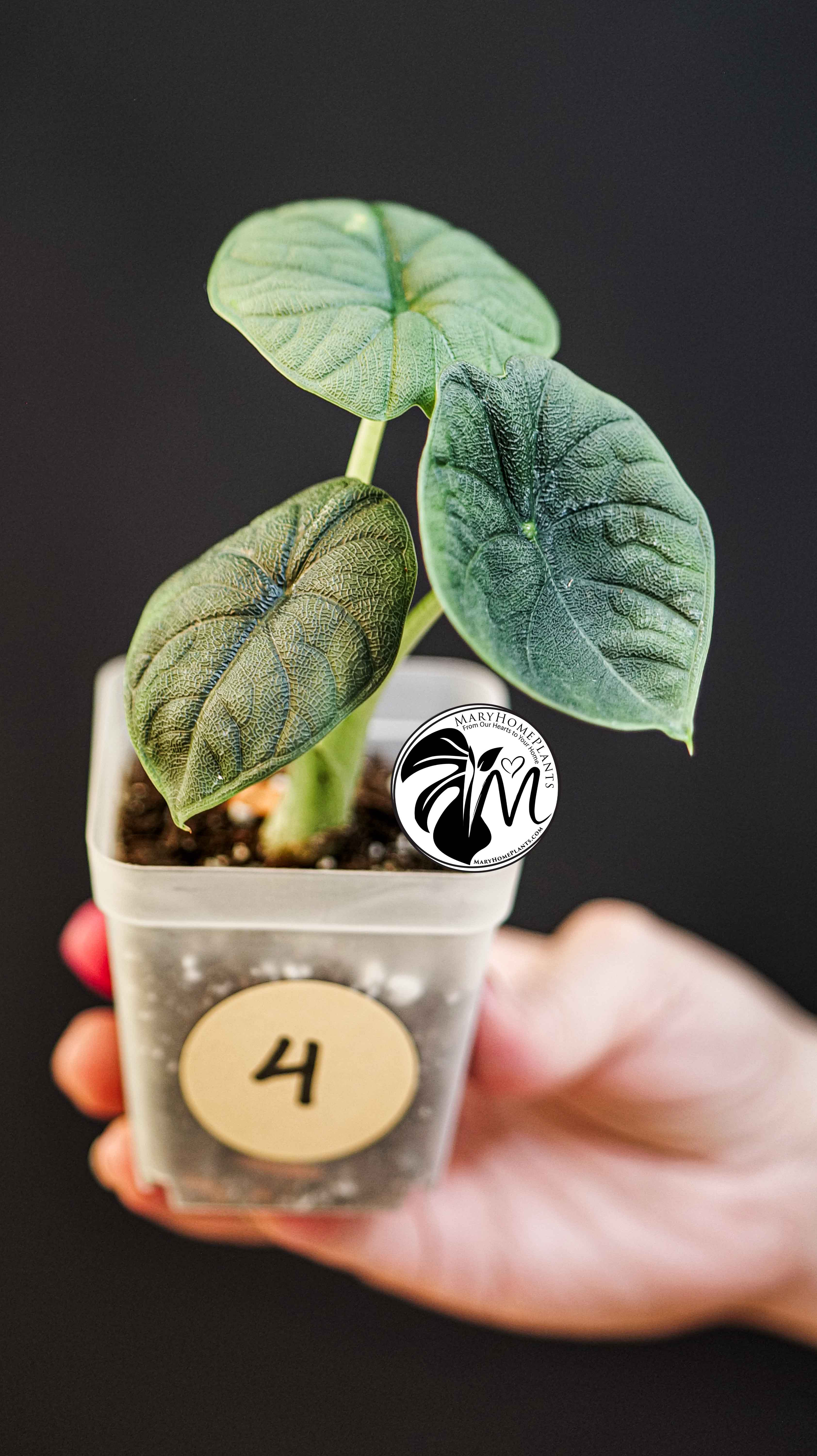 Alocasia Melo