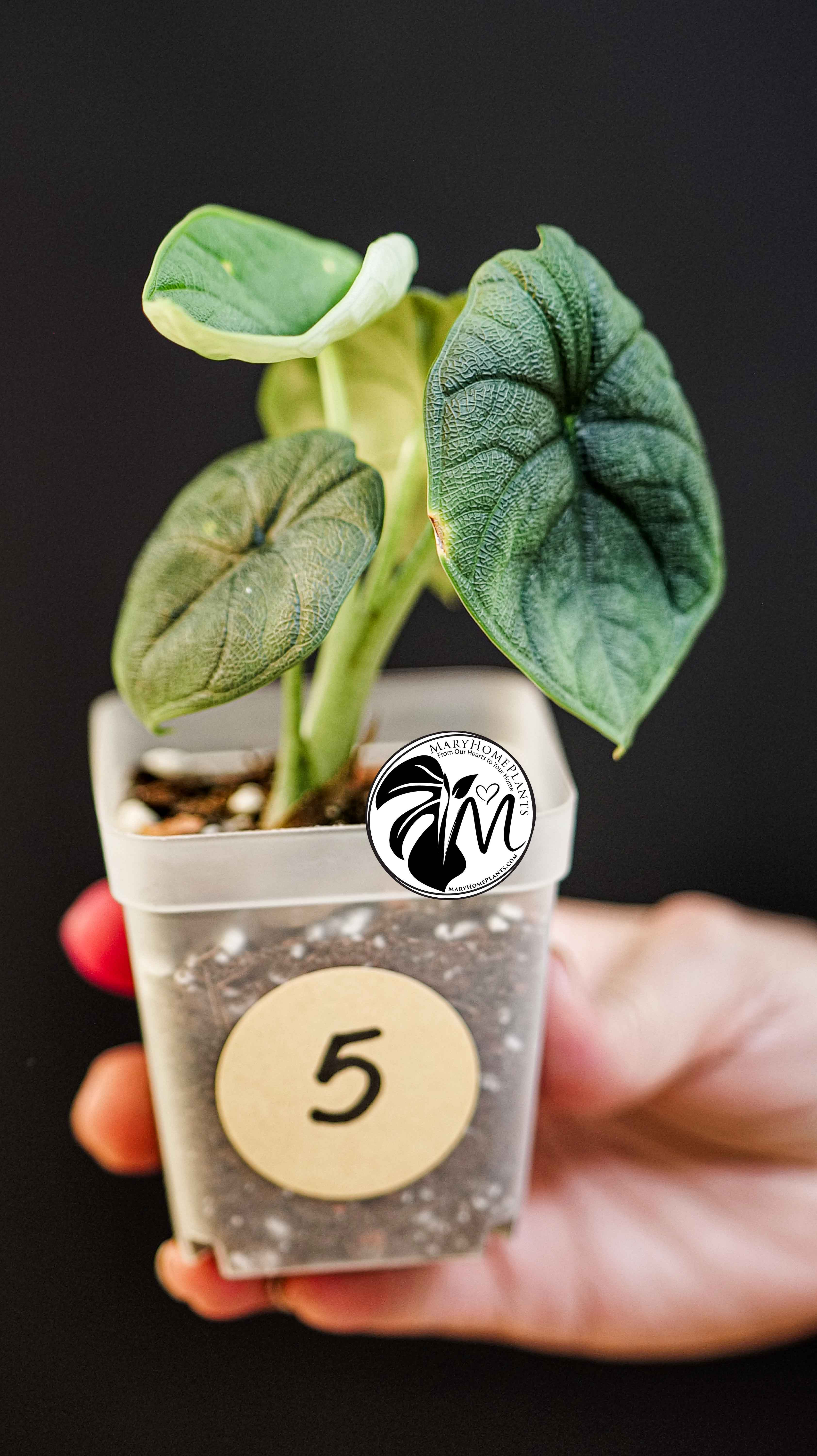Alocasia Melo