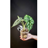 Alocasia Dragon Scale
