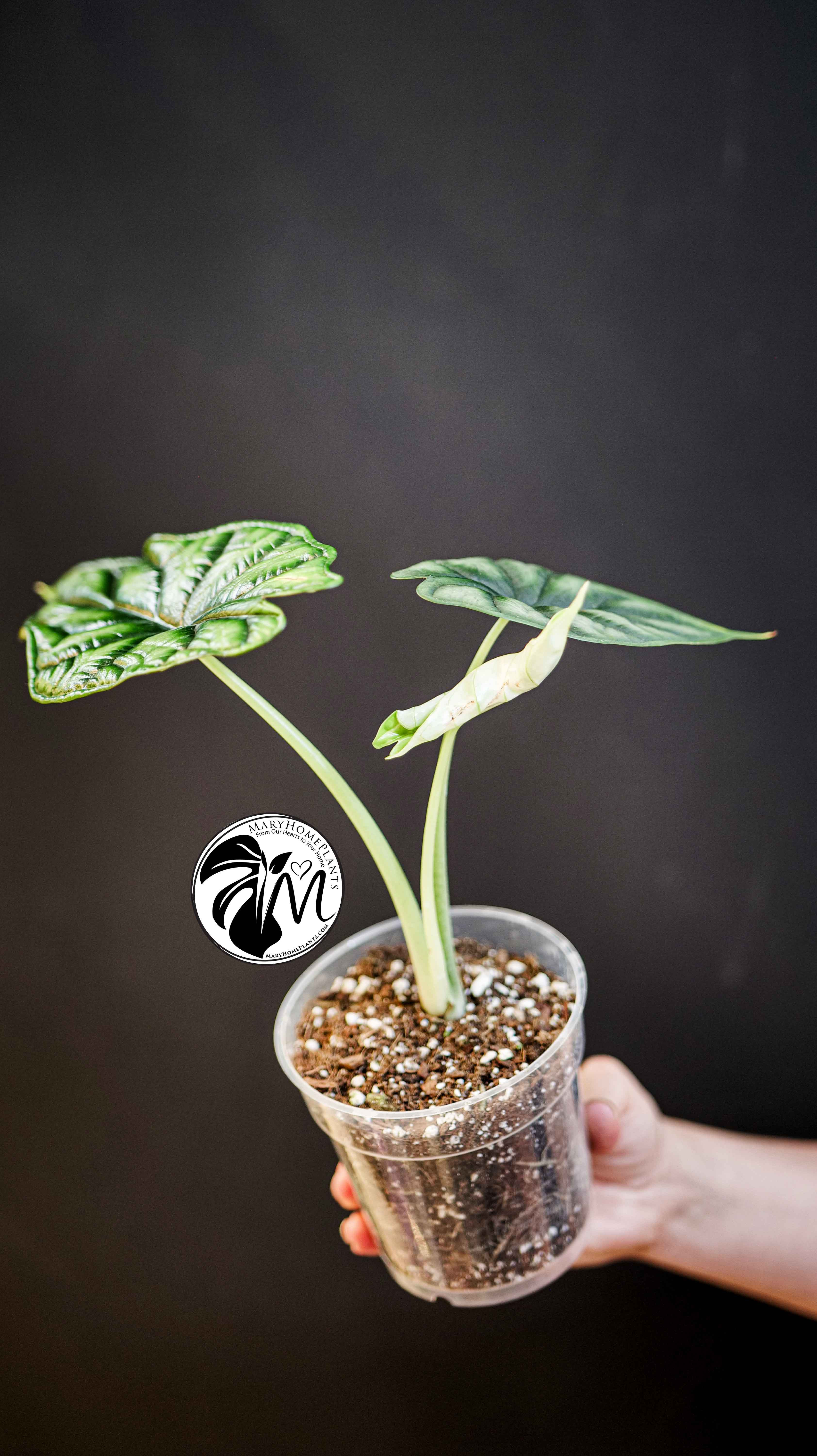Alocasia Dragon Scale