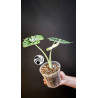 Alocasia Dragon Scale