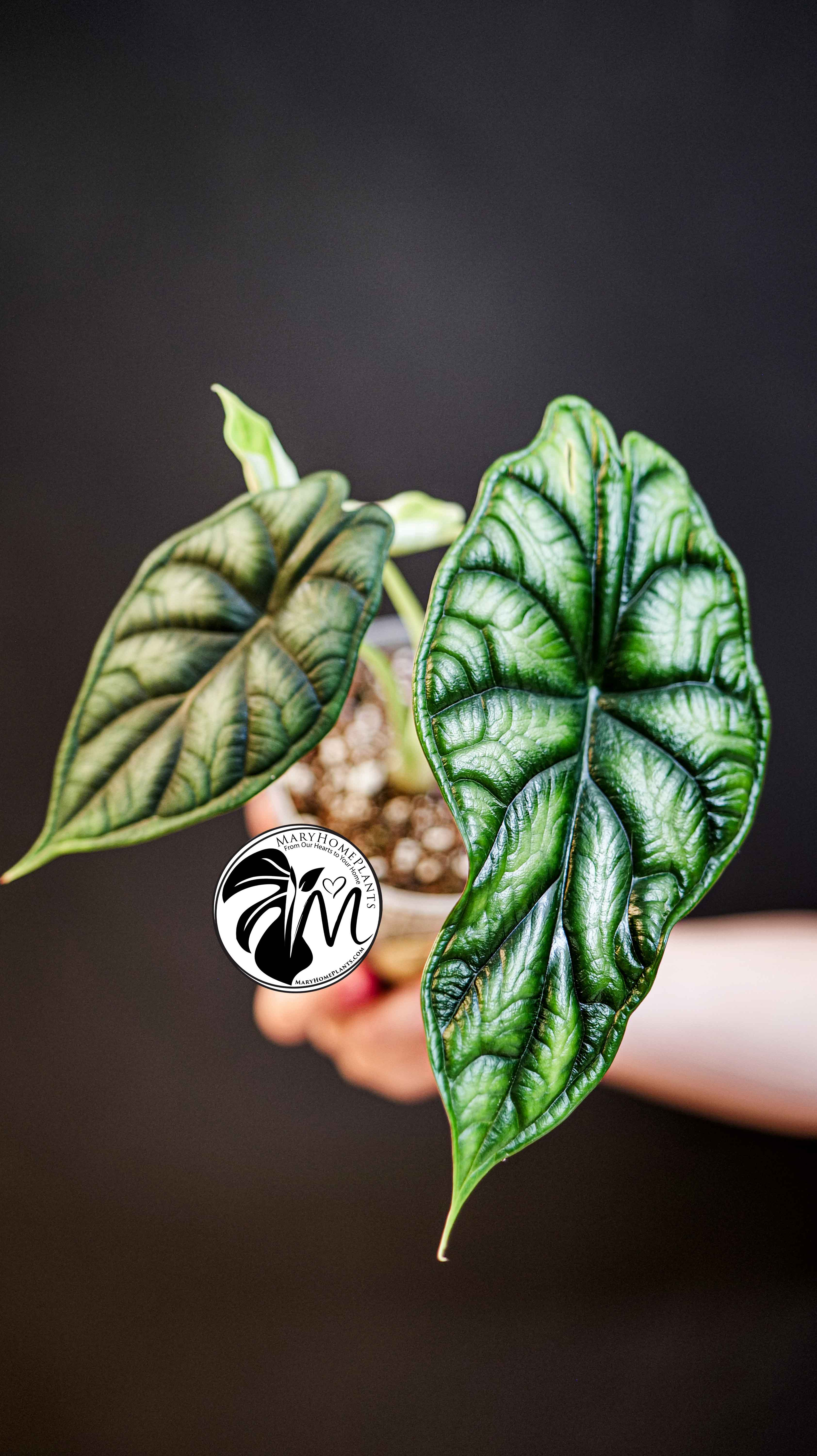 Alocasia Dragon Scale
