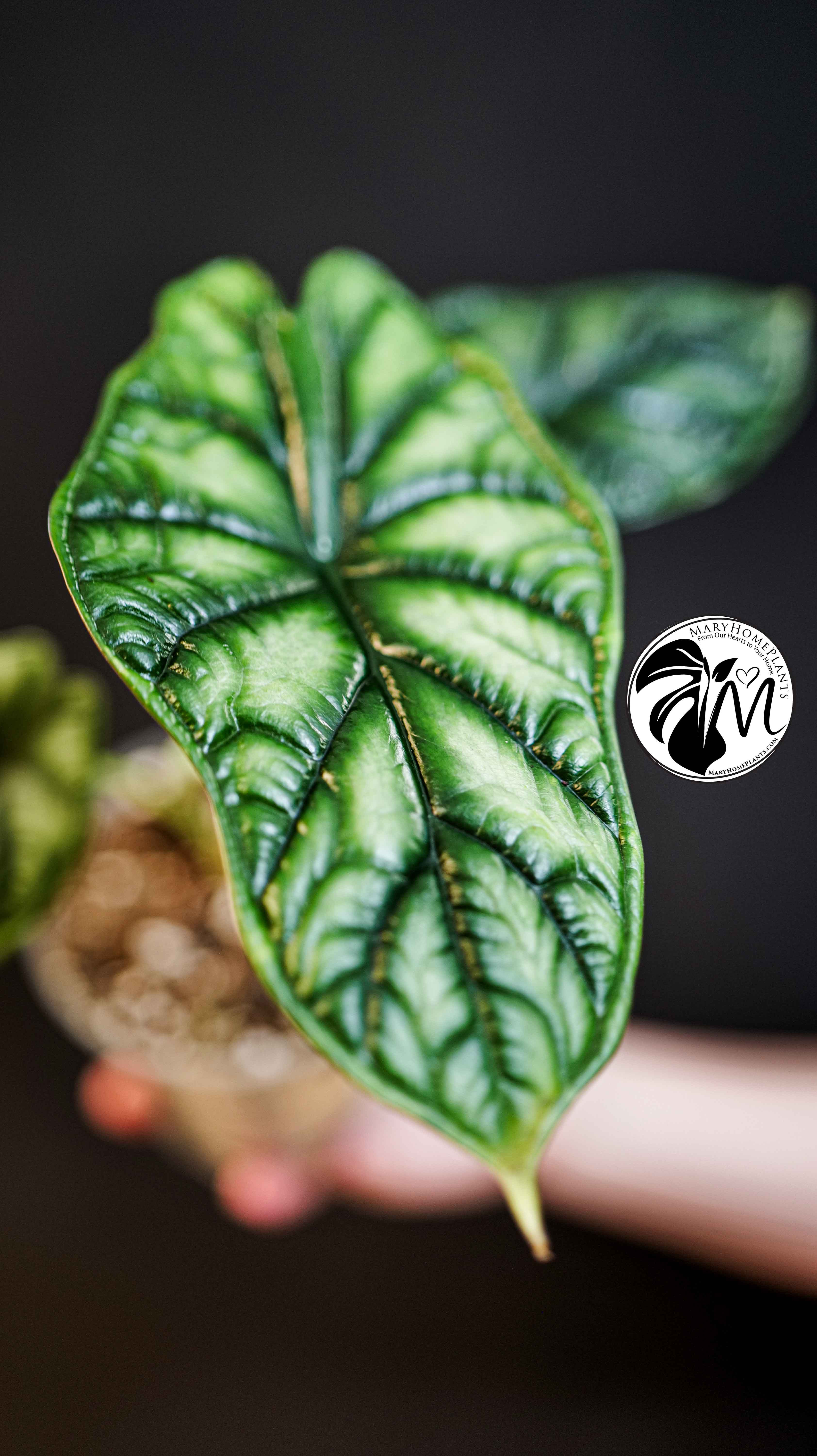 Alocasia Dragon Scale