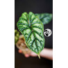 Alocasia Dragon Scale