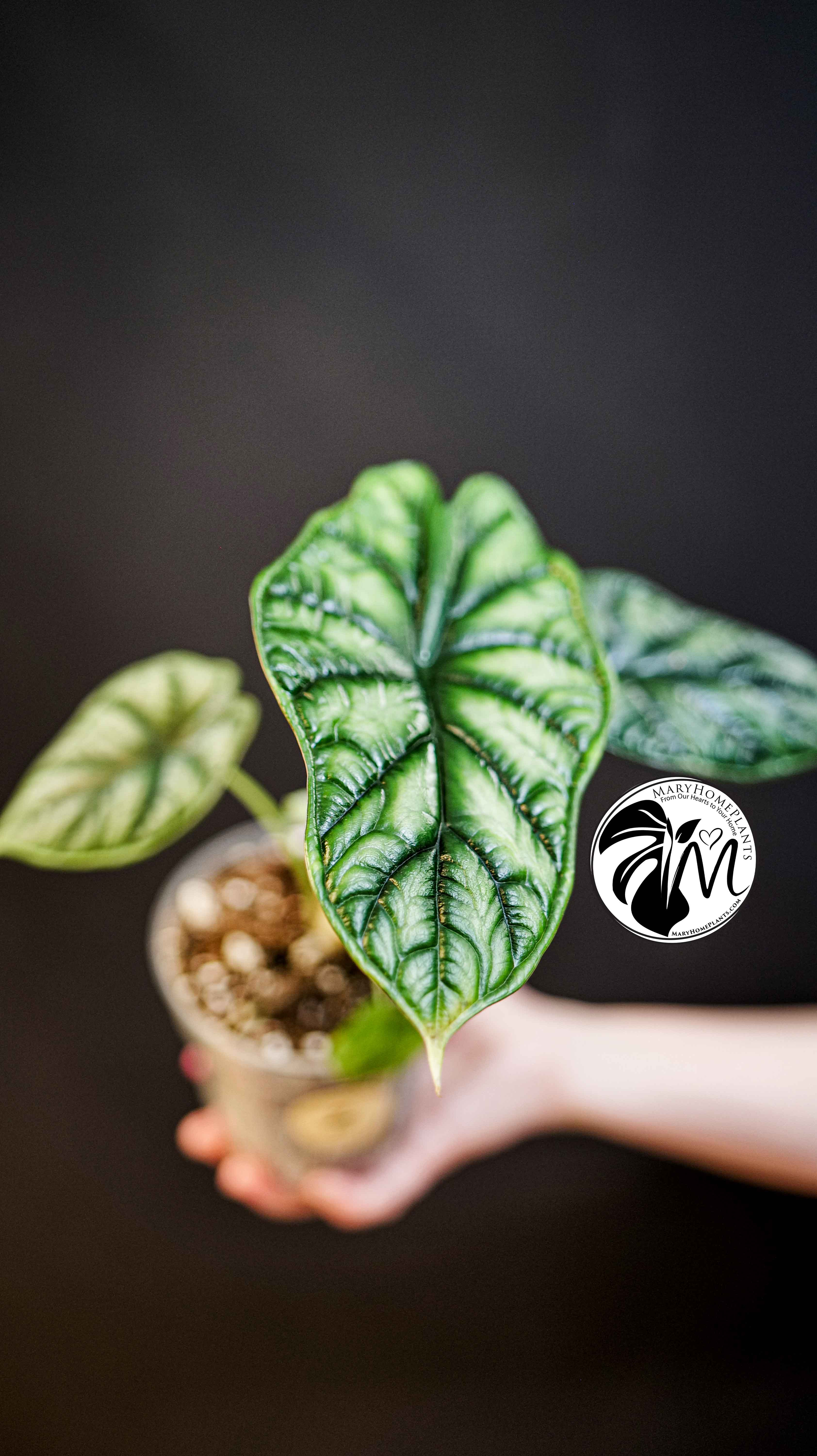 Alocasia Dragon Scale