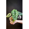 Alocasia Dragon Scale