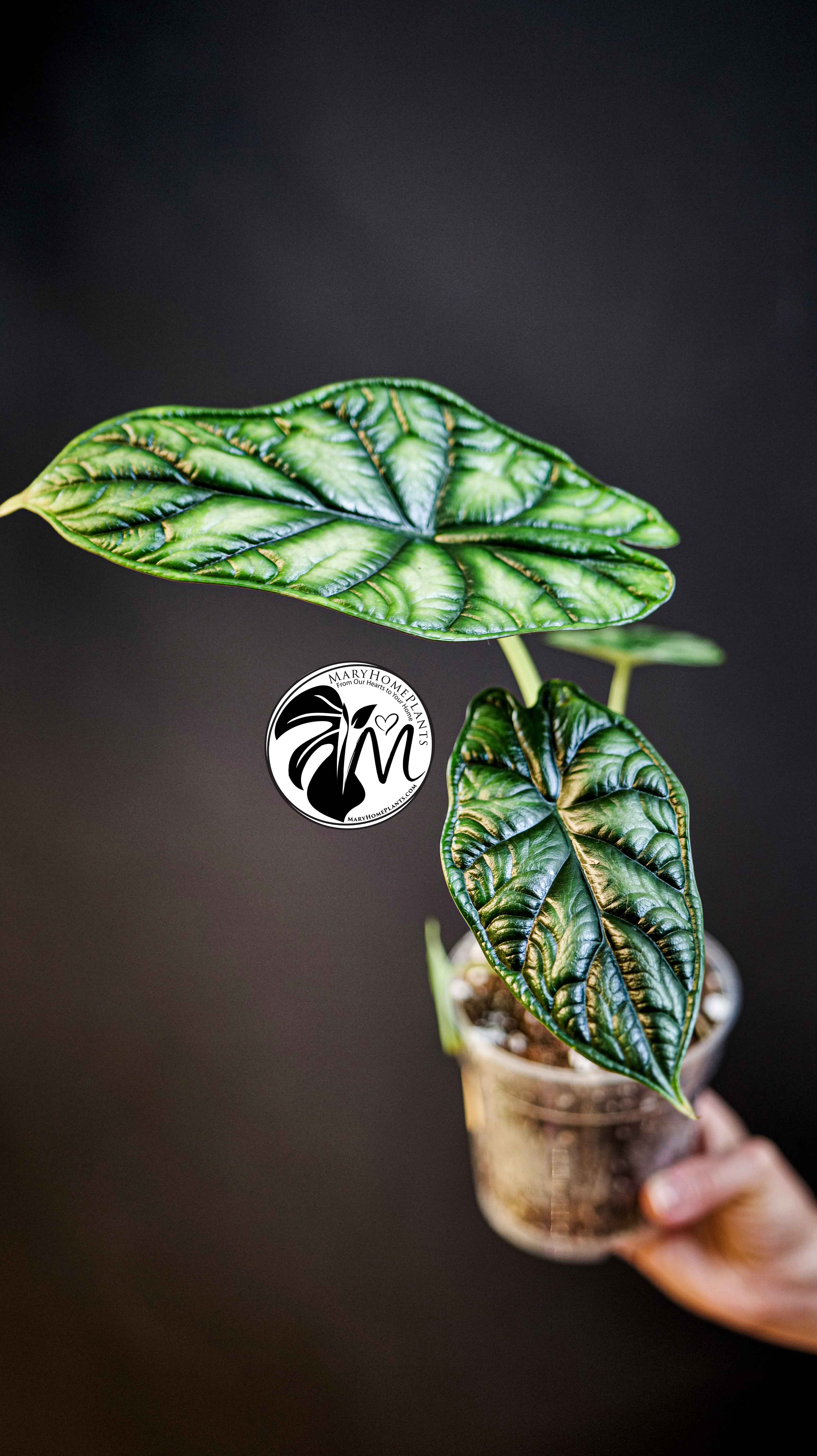Alocasia Dragon Scale