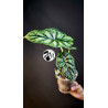 Alocasia Dragon Scale