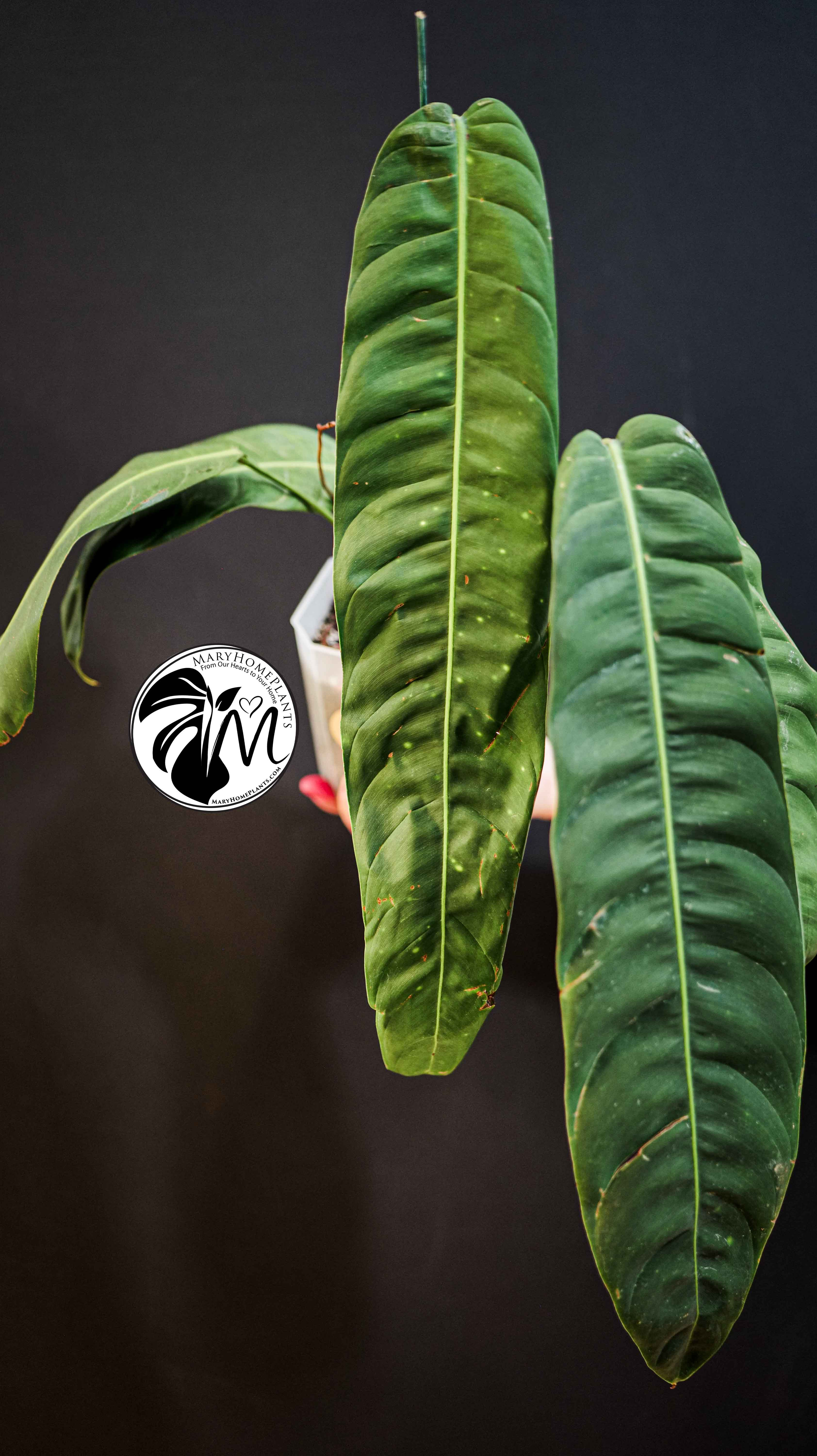 Philodendron Patriciae