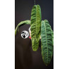 Philodendron Patriciae