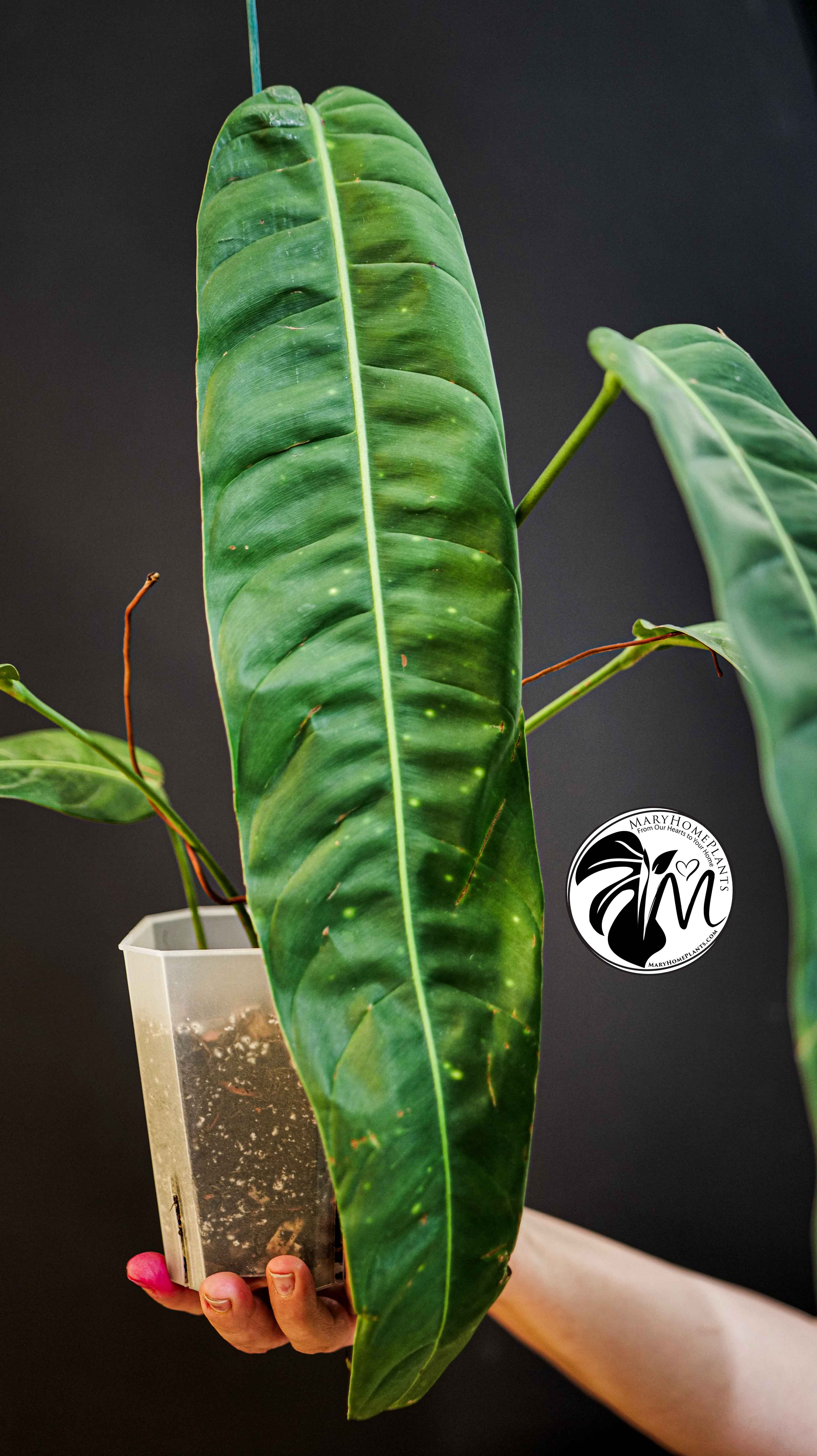Philodendron Patriciae