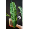 Philodendron Patriciae