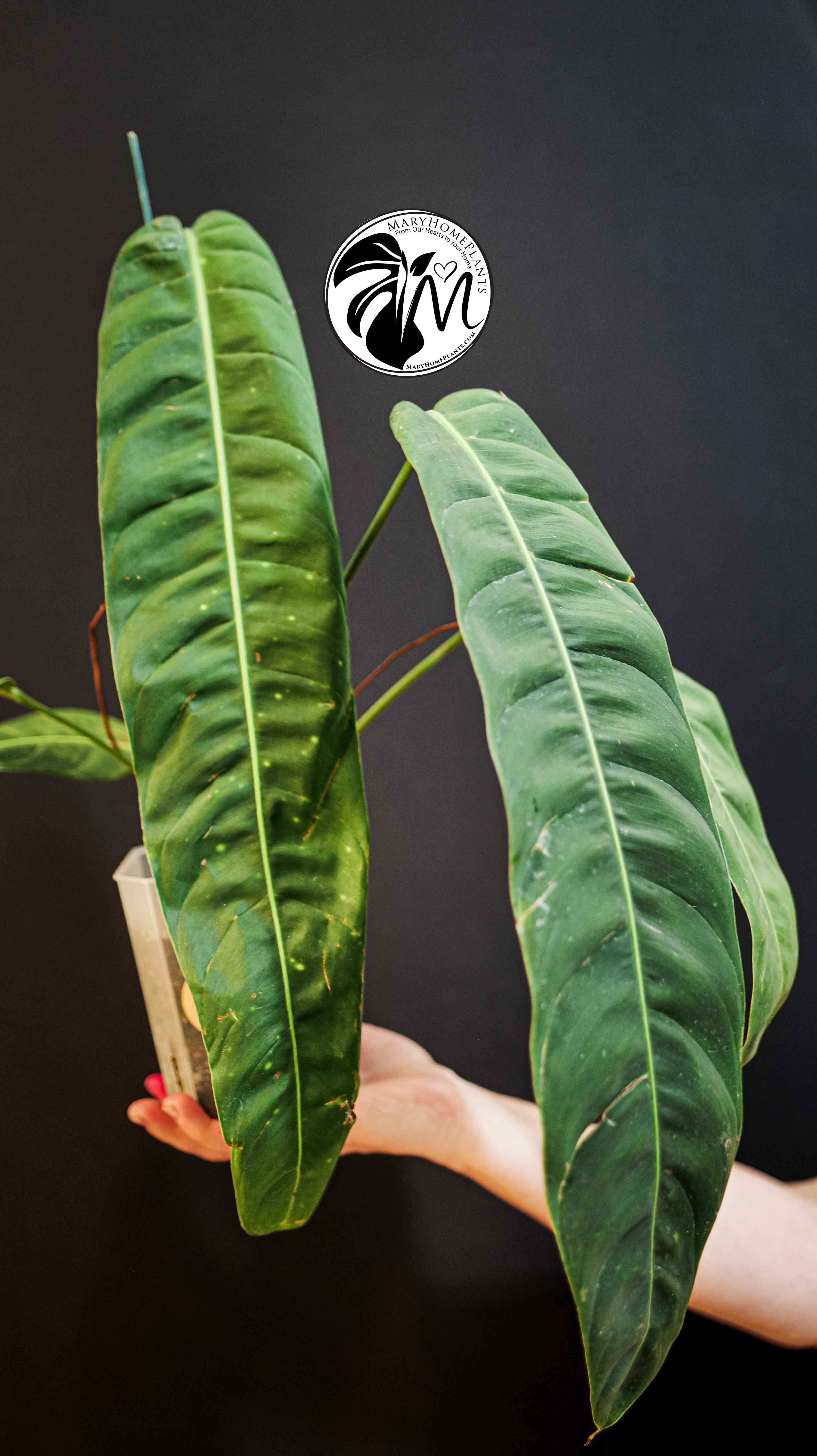 Philodendron Patriciae