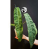 Philodendron Patriciae