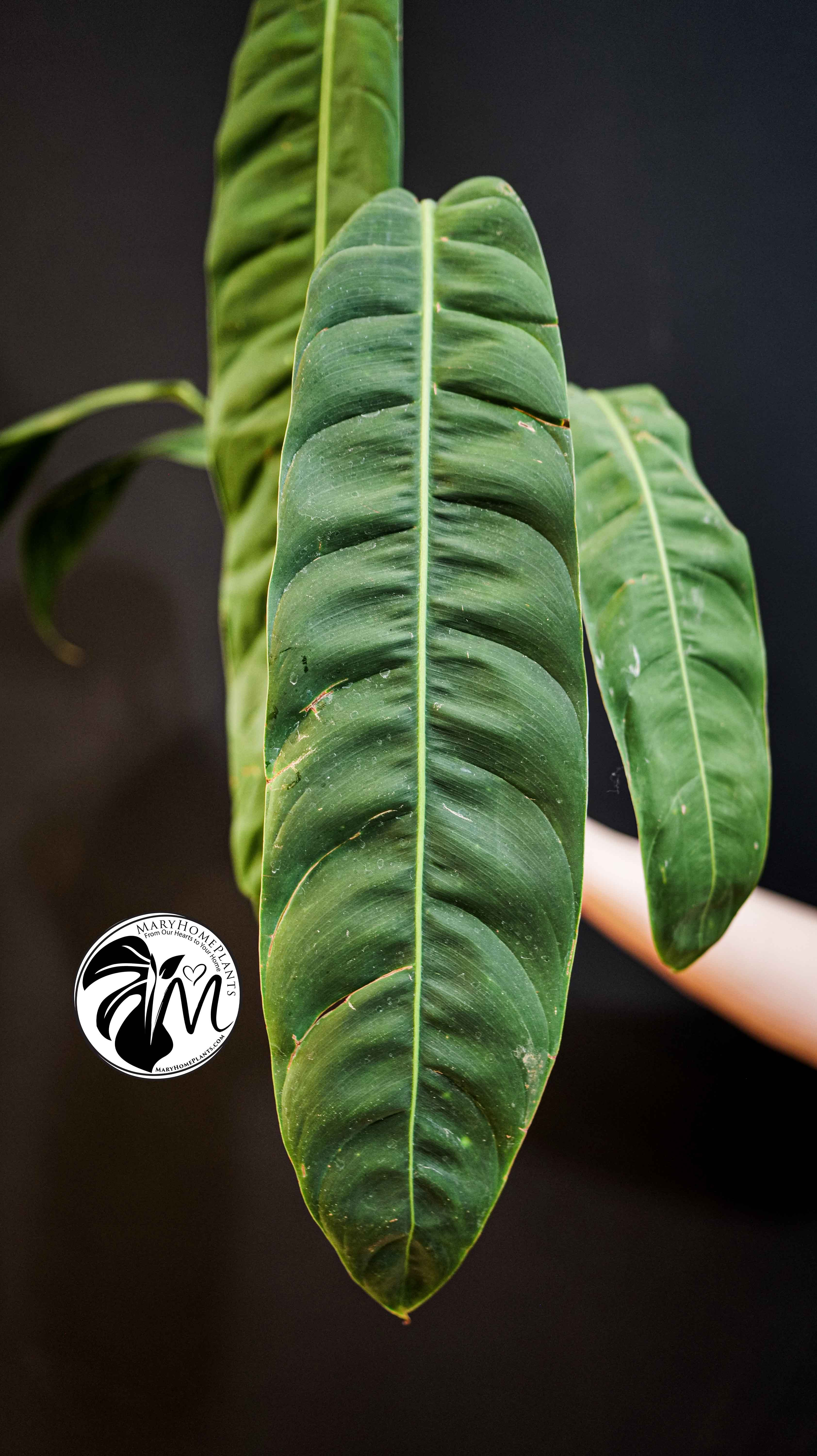 Philodendron Patriciae