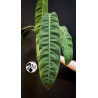 Philodendron Patriciae
