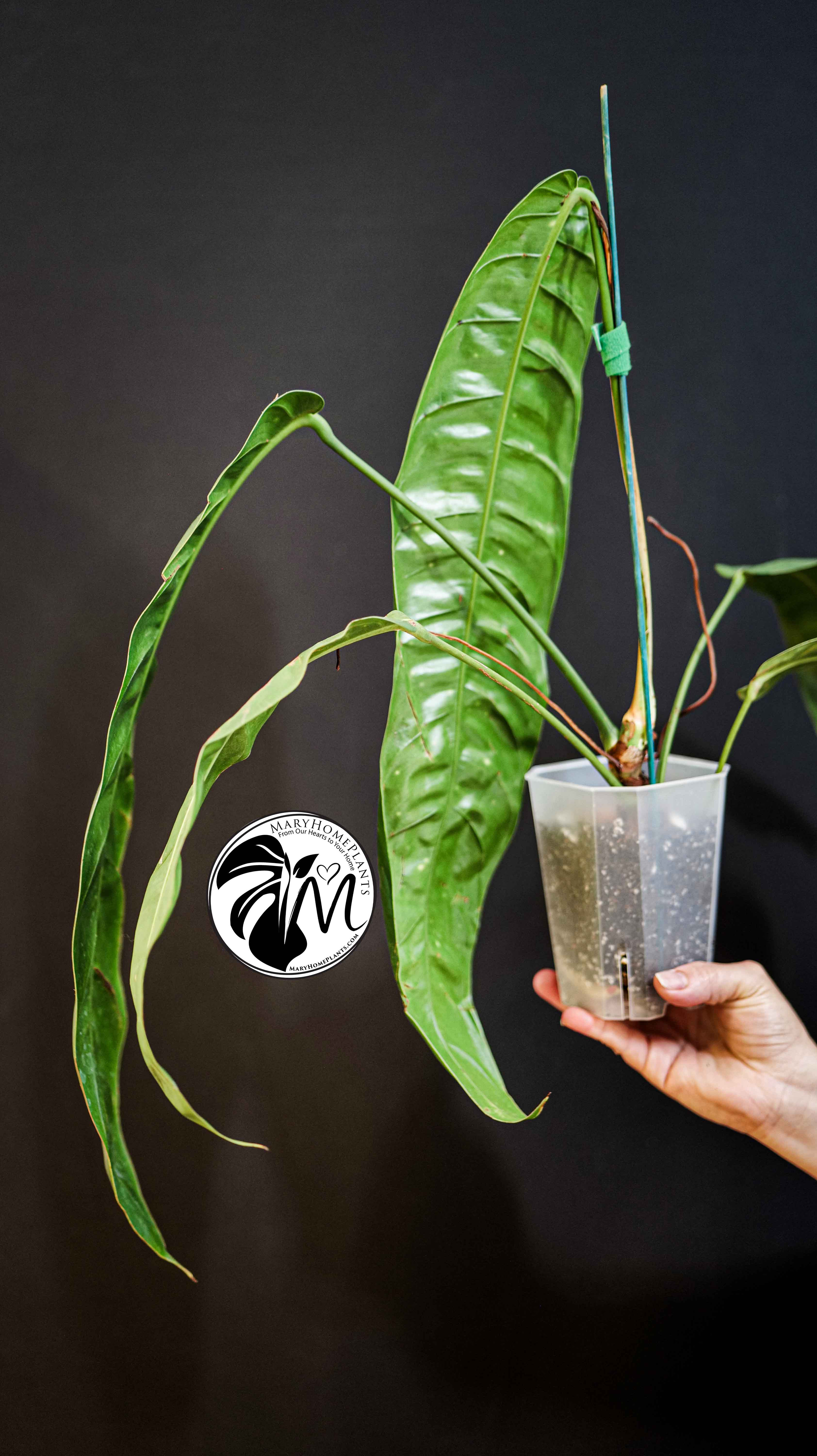 Philodendron Patriciae