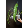 Philodendron Patriciae
