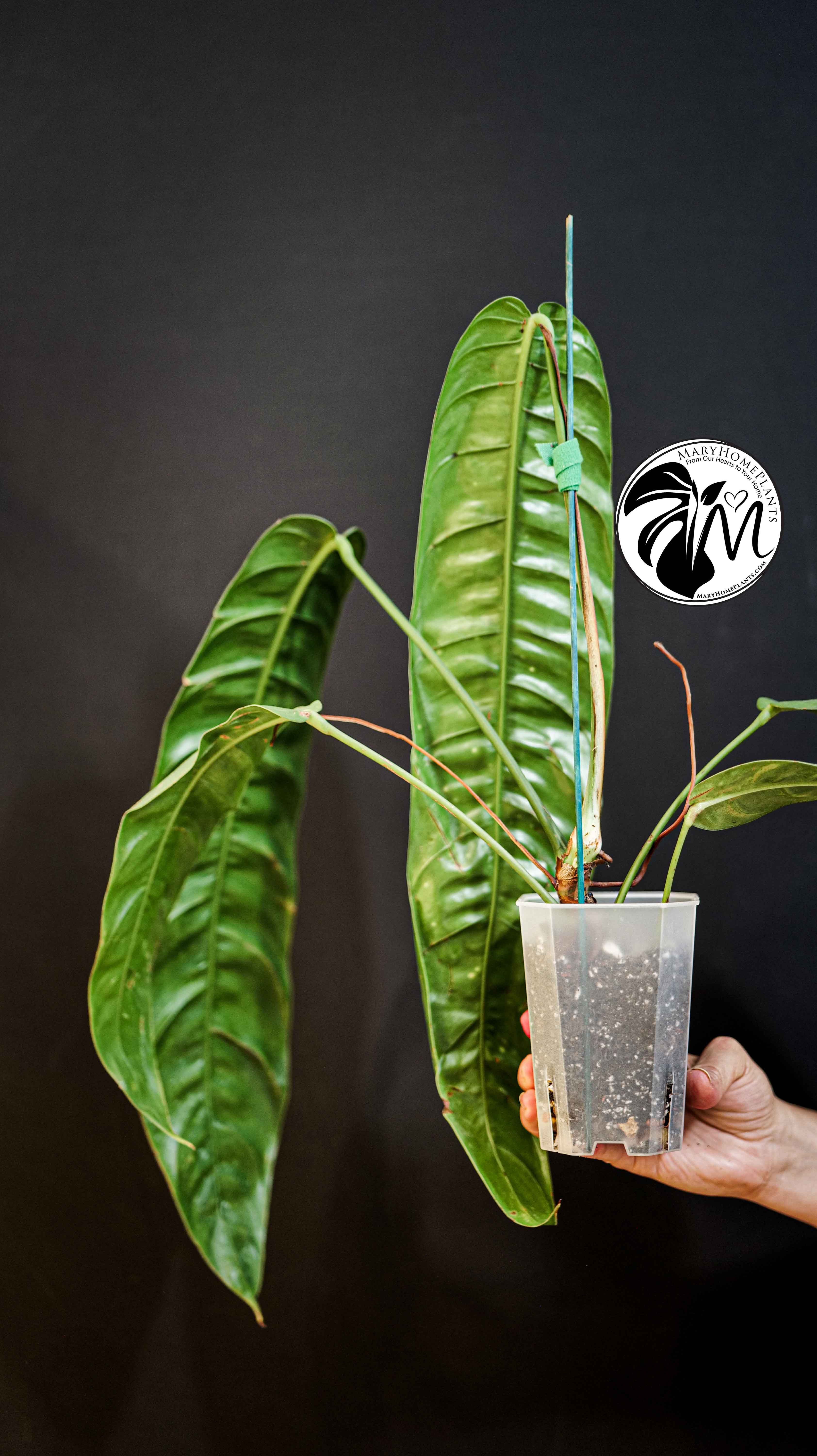 Philodendron Patriciae