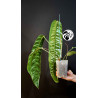 Philodendron Patriciae