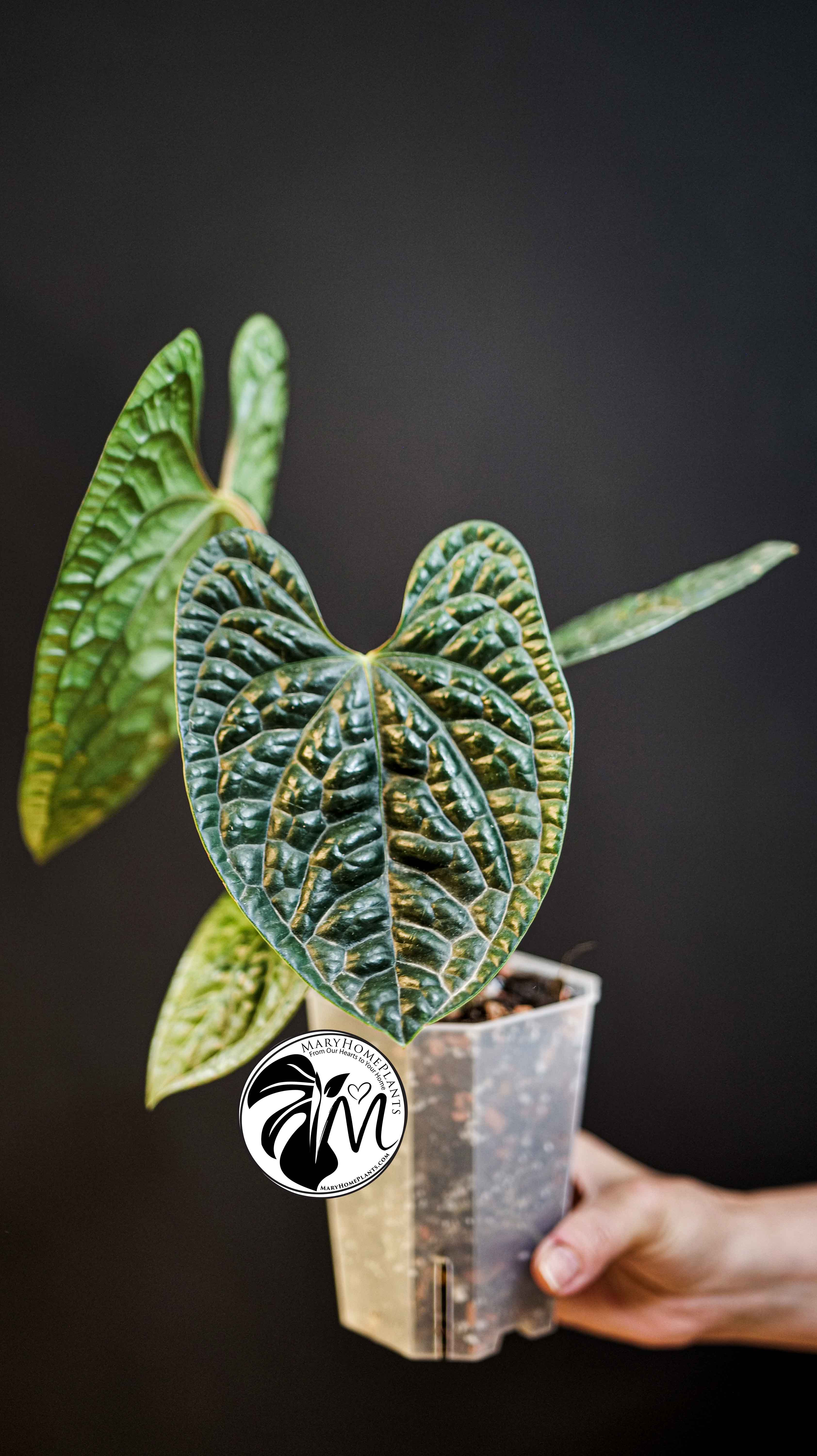 Anthurium Luxurians