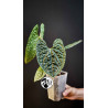 Anthurium Luxurians
