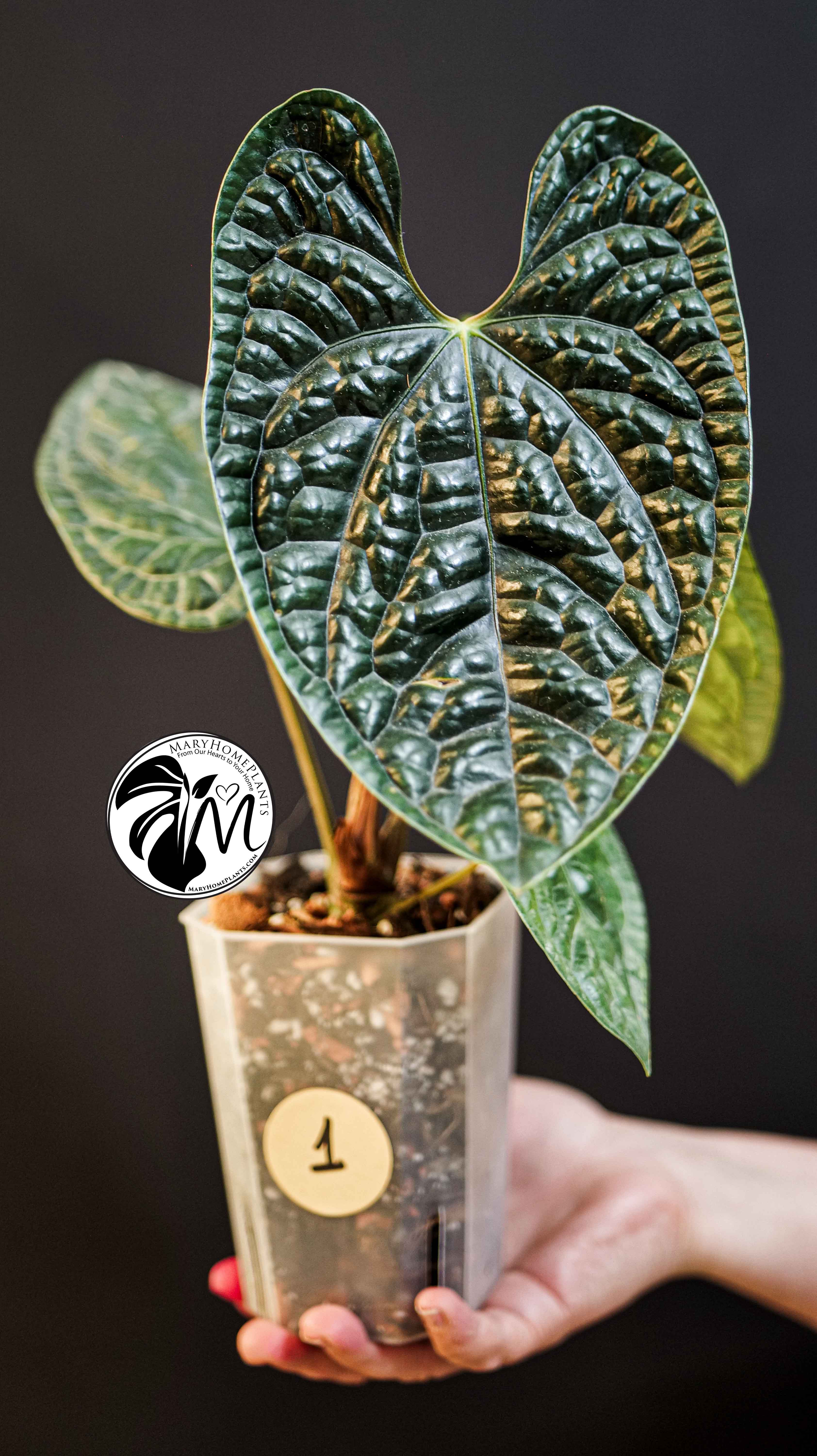 Anthurium Luxurians
