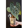 Anthurium Luxurians