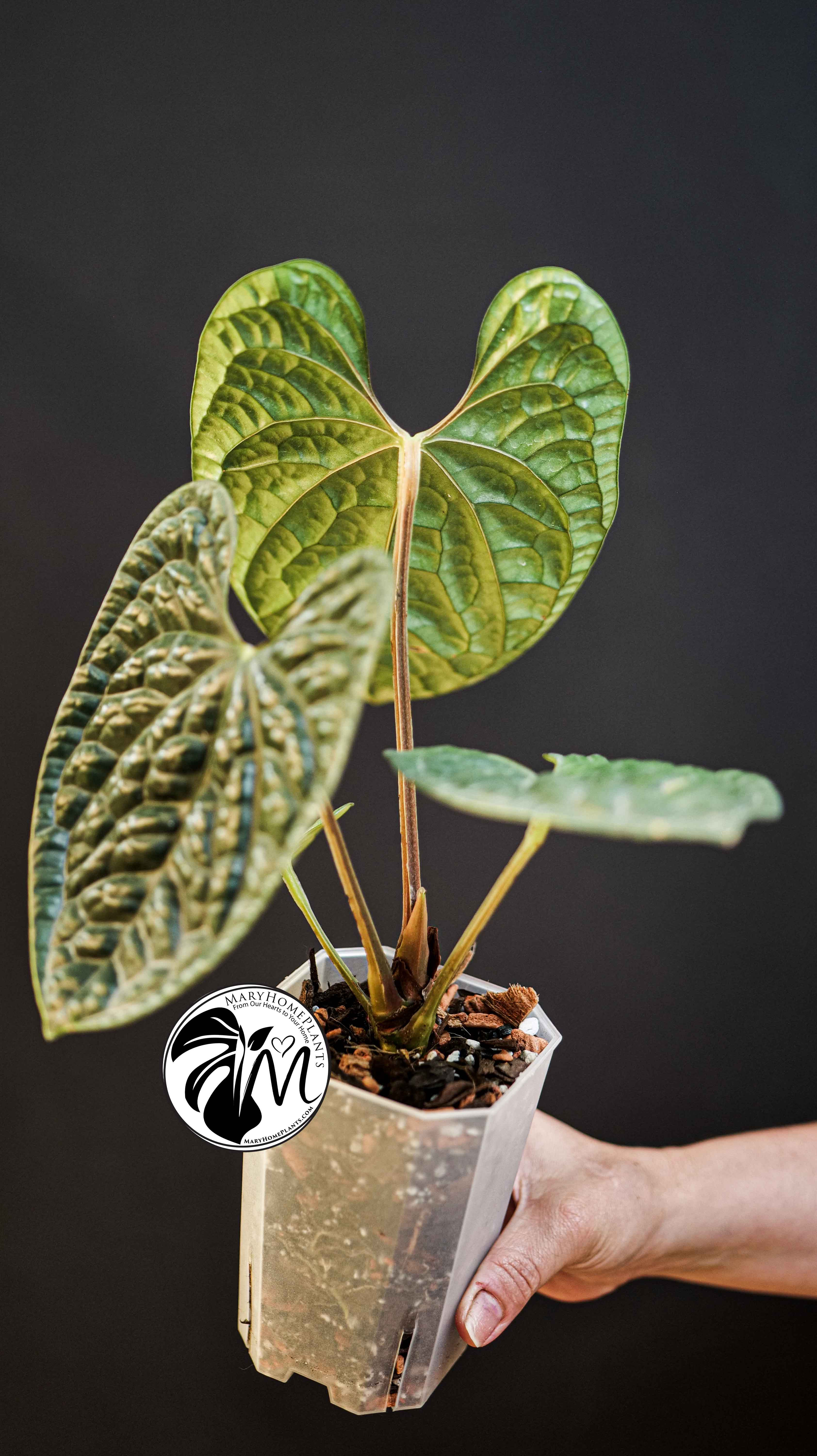 Anthurium Luxurians