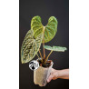 Anthurium Luxurians