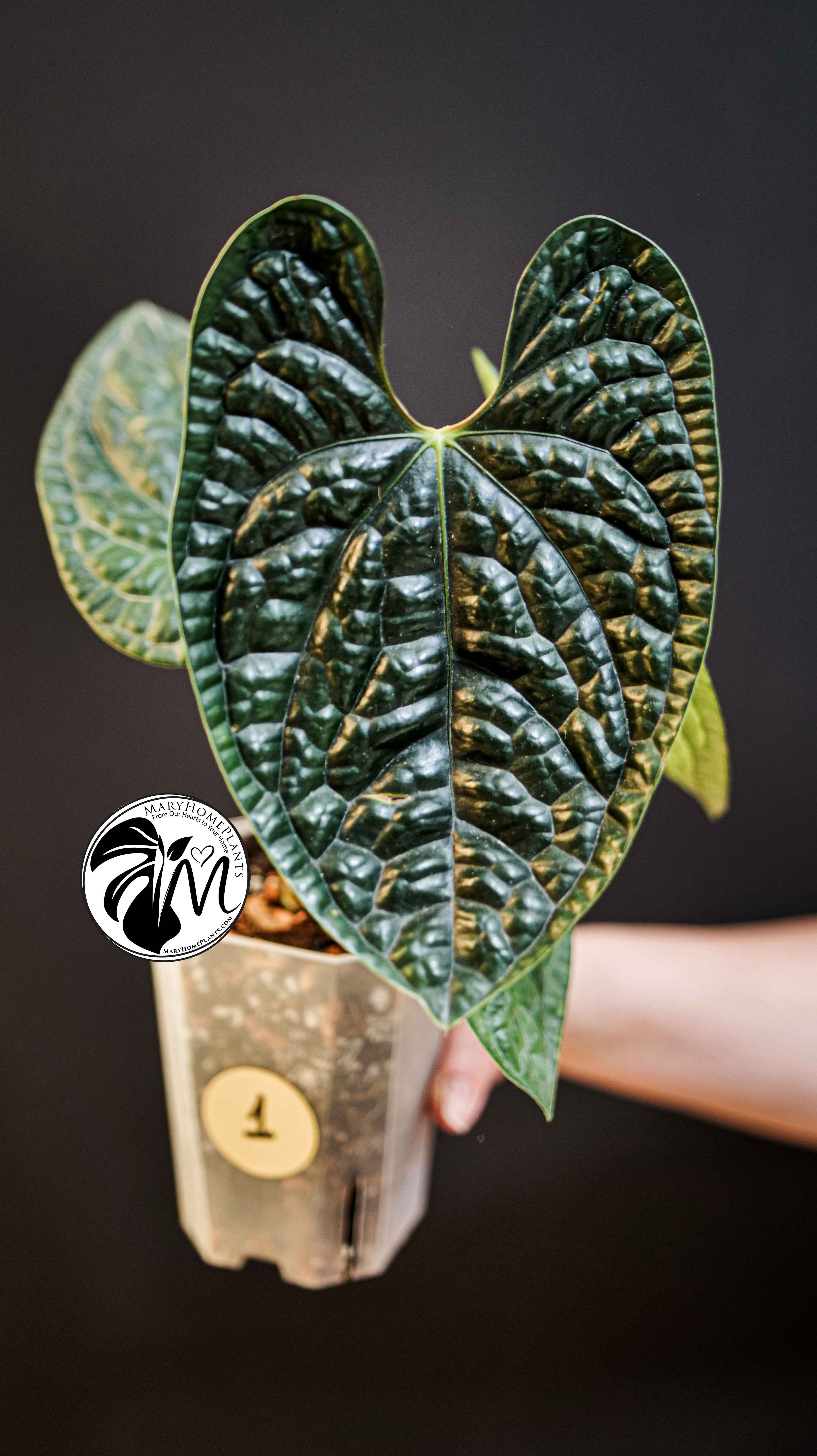 Anthurium Luxurians