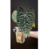 Anthurium Luxurians