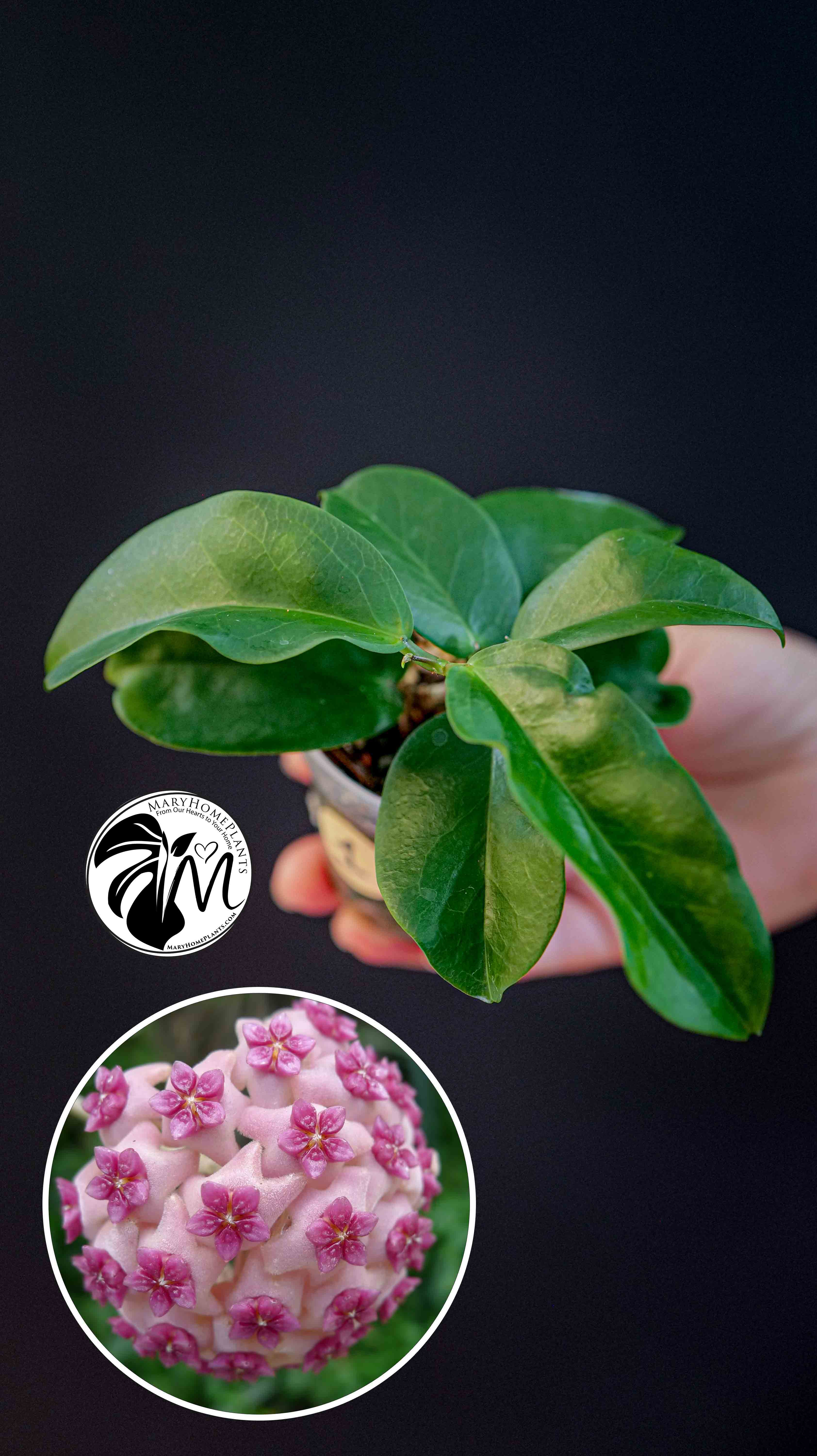 Hoya Dimorpha