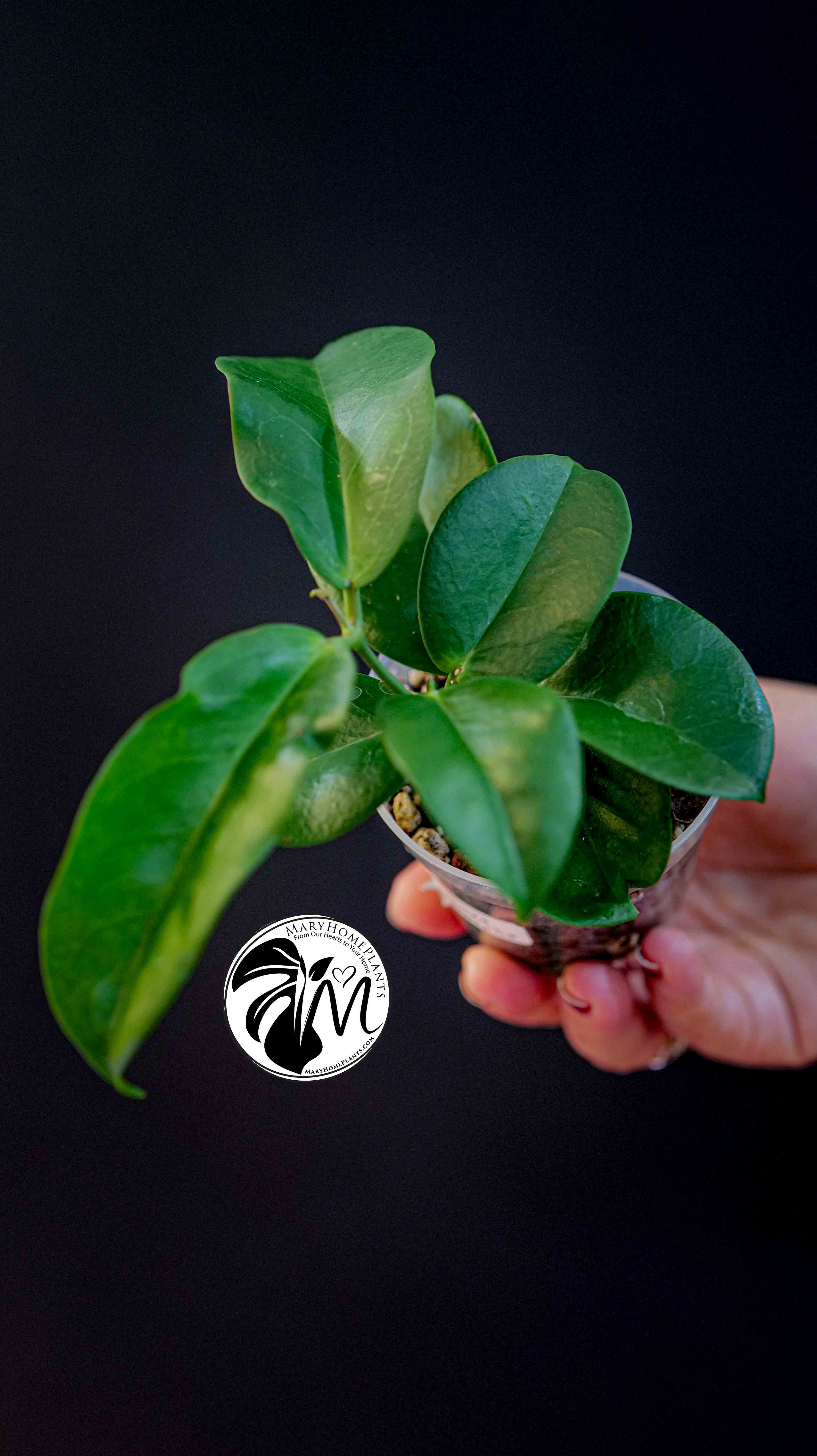 Hoya Dimorpha