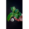 Hoya Dimorpha