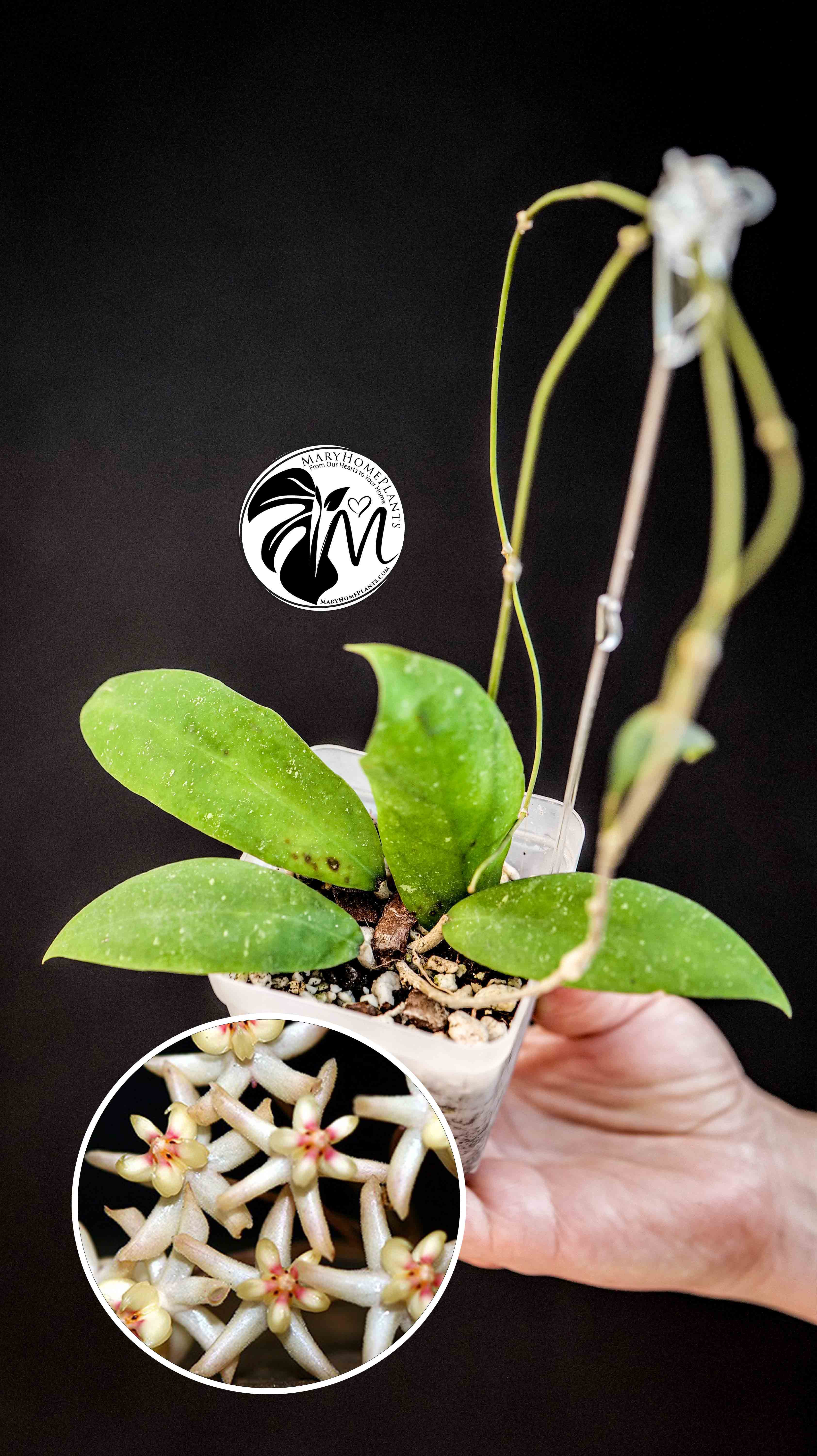 Hoya Padangensis