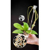 Hoya Padangensis