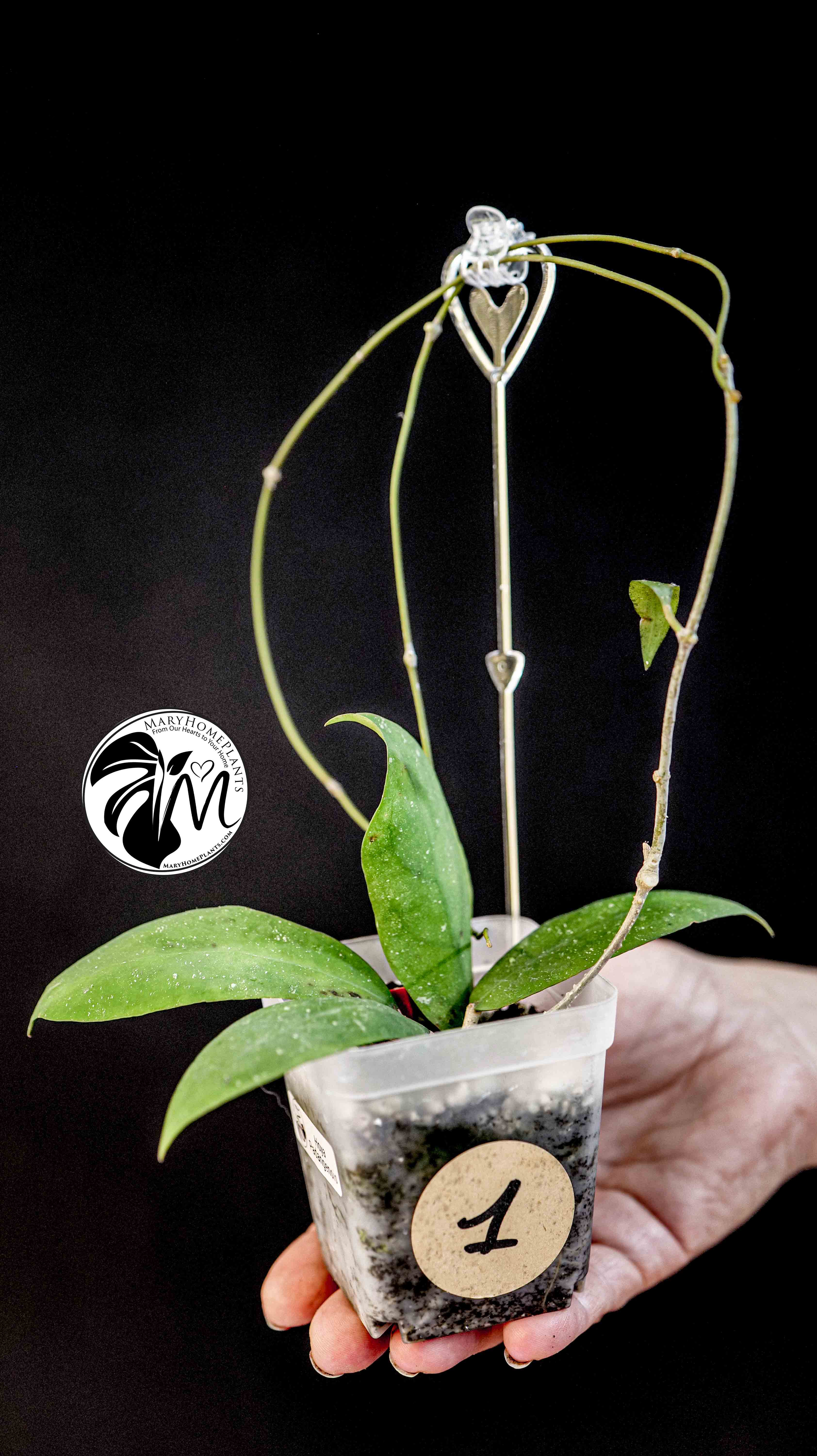 Hoya Padangensis