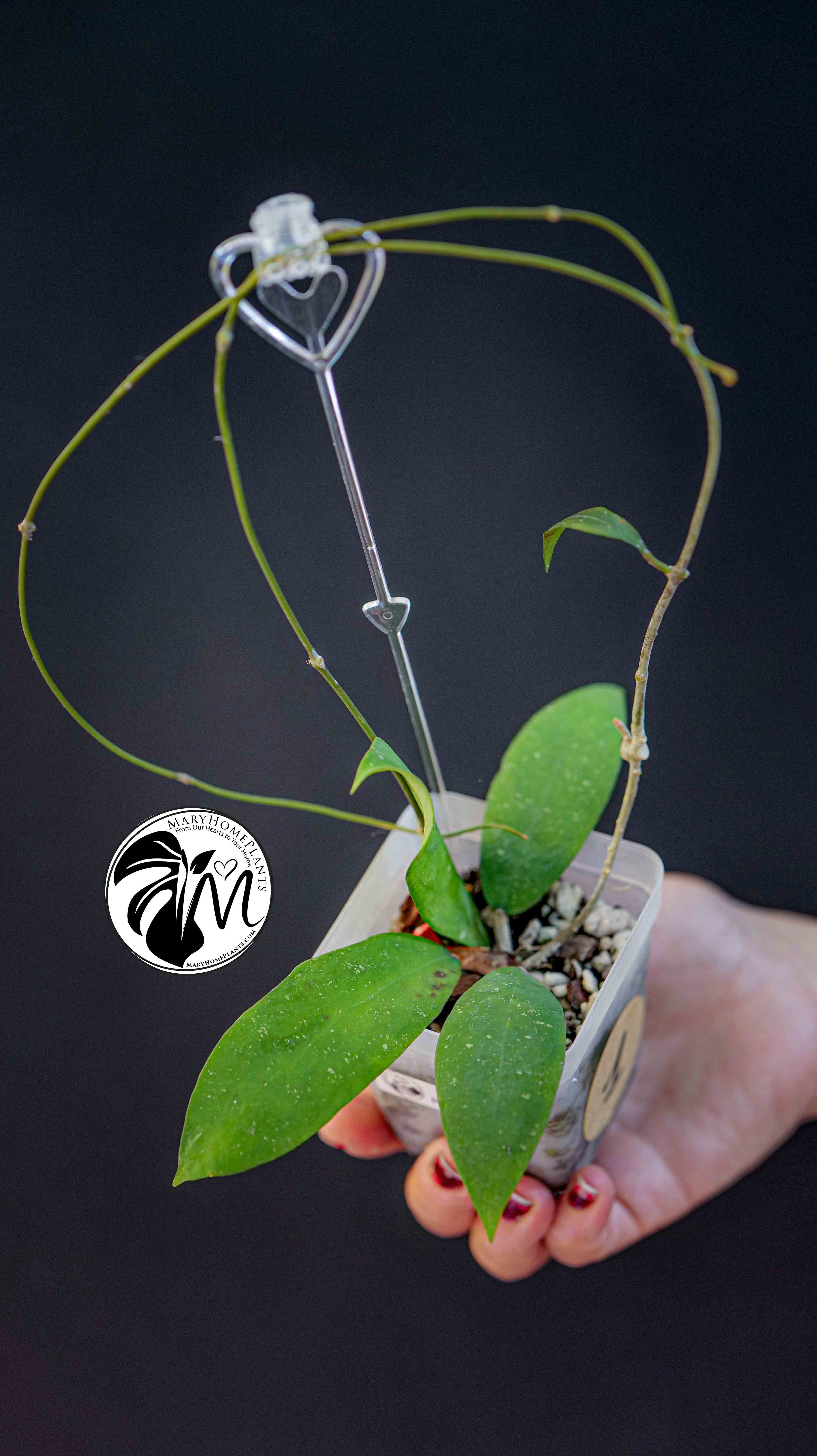 Hoya Padangensis