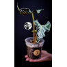 Alocasia Loco