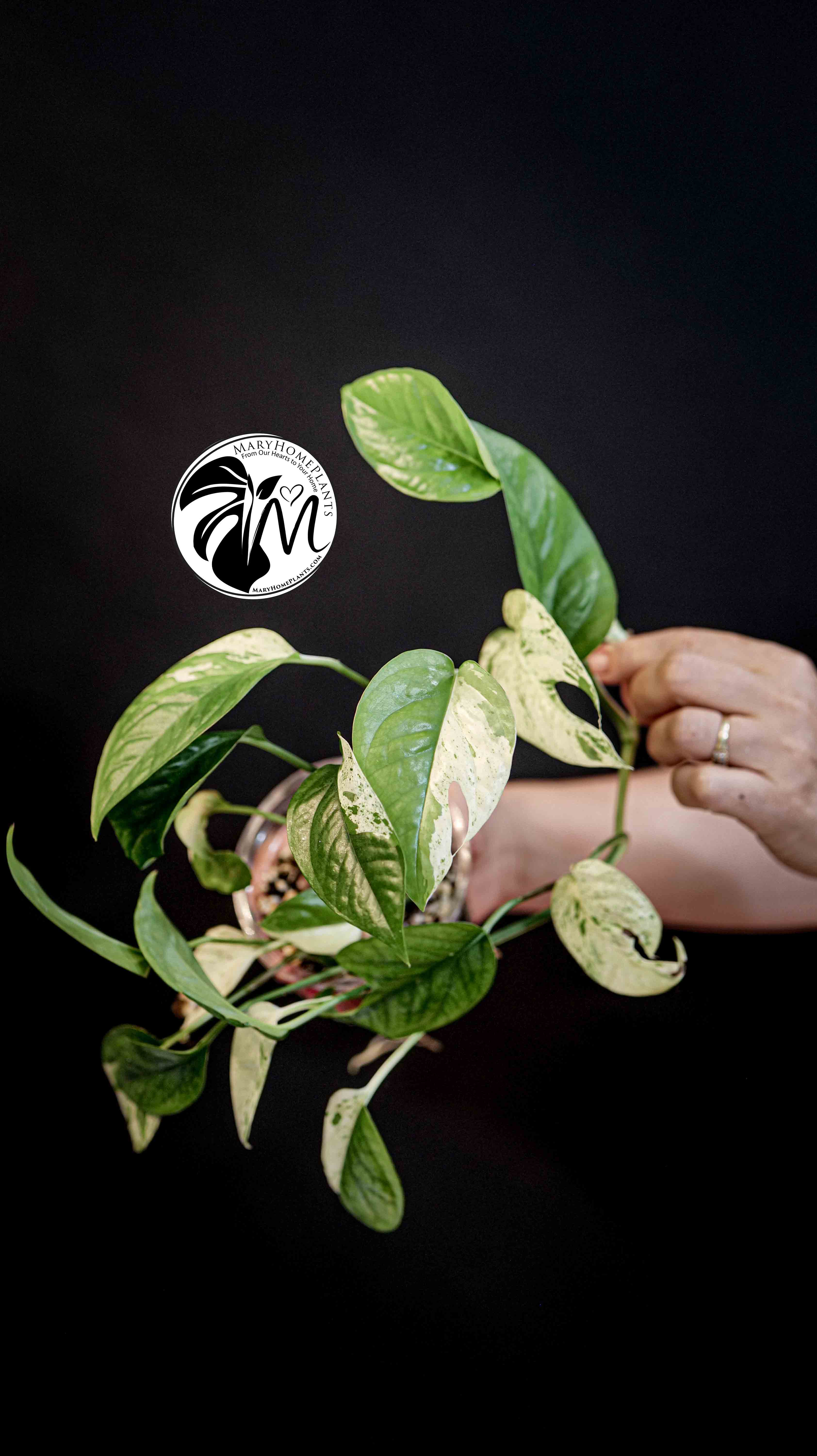 Epipremnum Pinnatum Marble