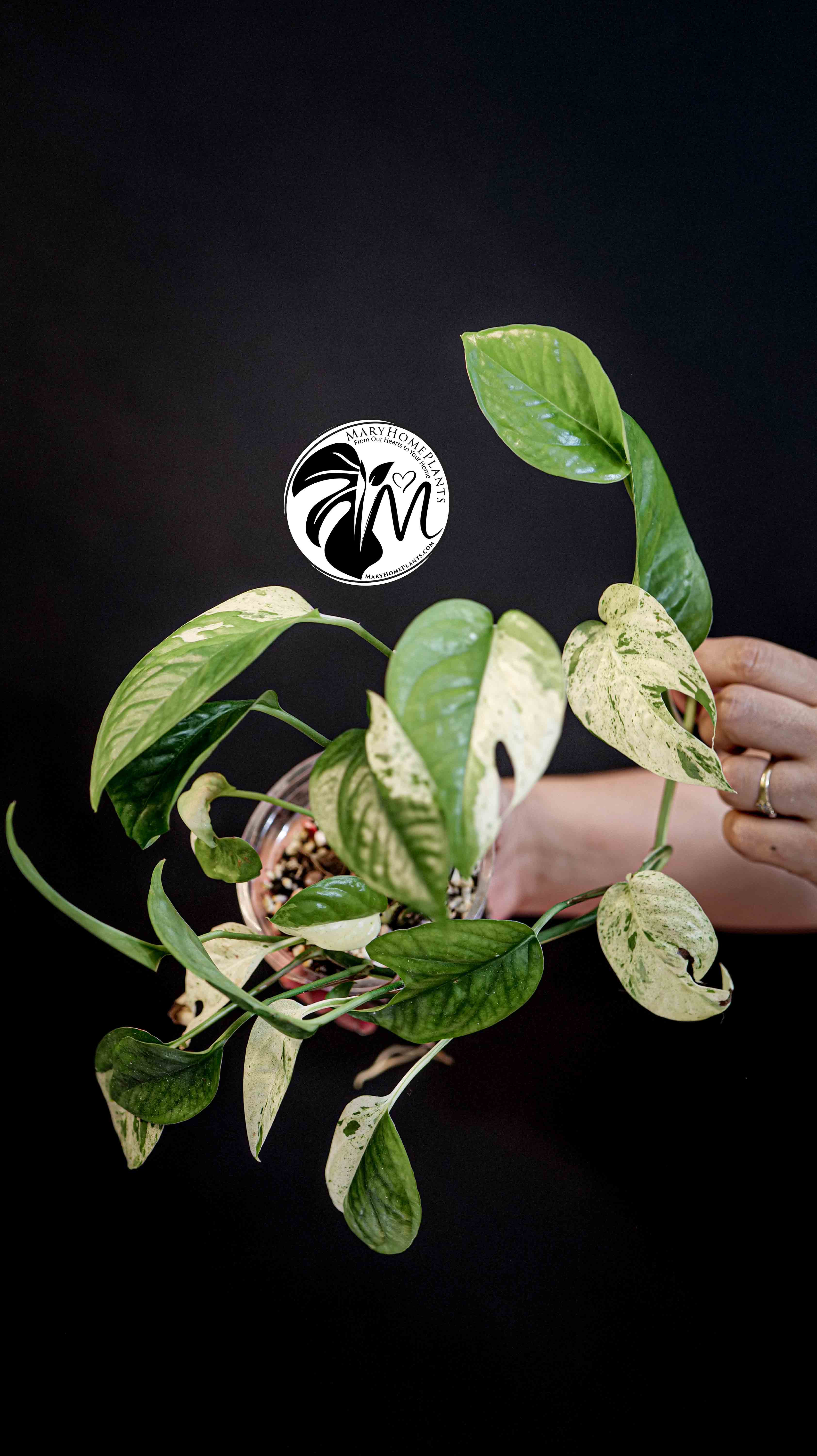 Epipremnum Pinnatum Marble
