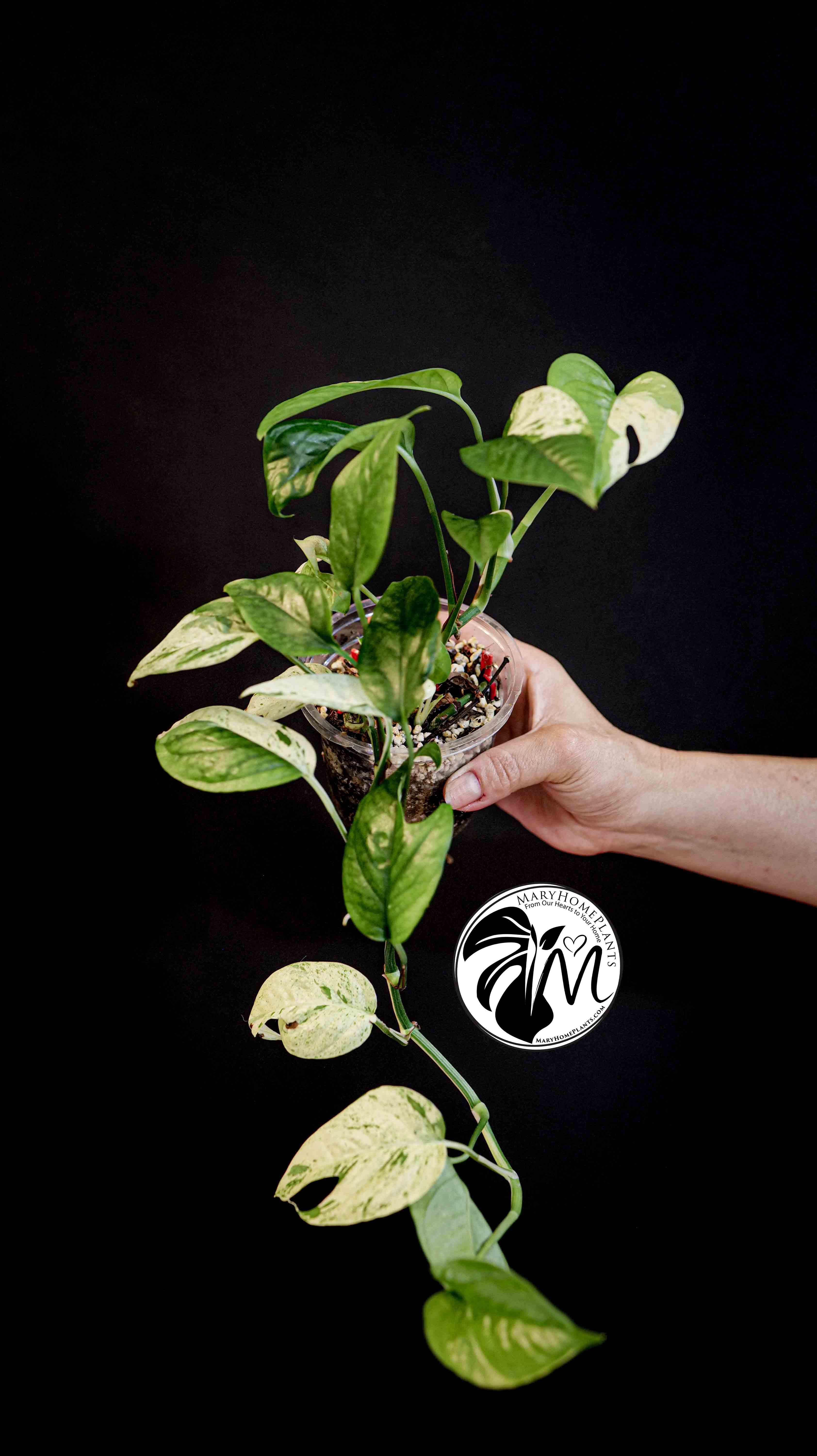 Epipremnum Pinnatum Marble