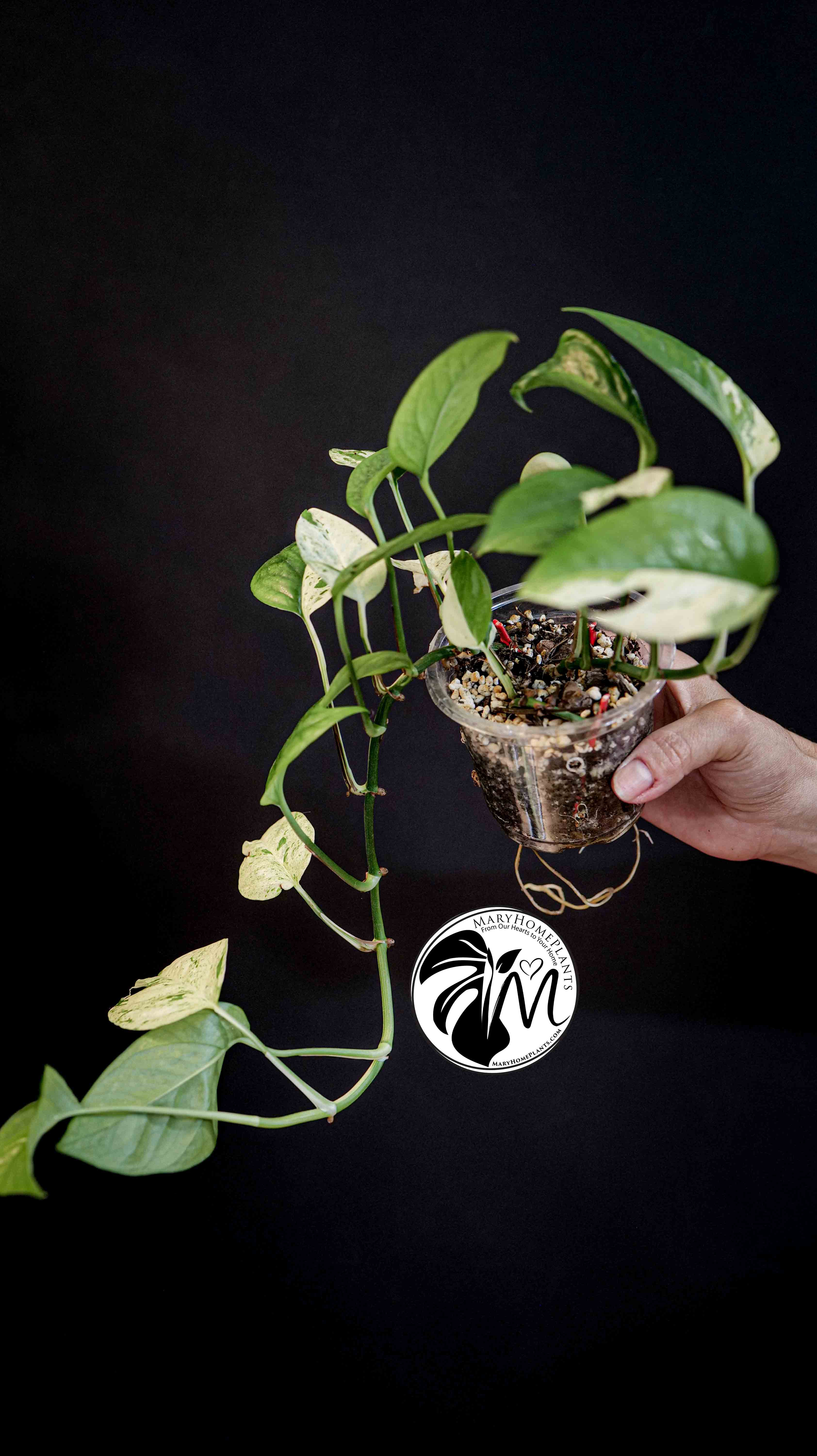 Epipremnum Pinnatum Marble