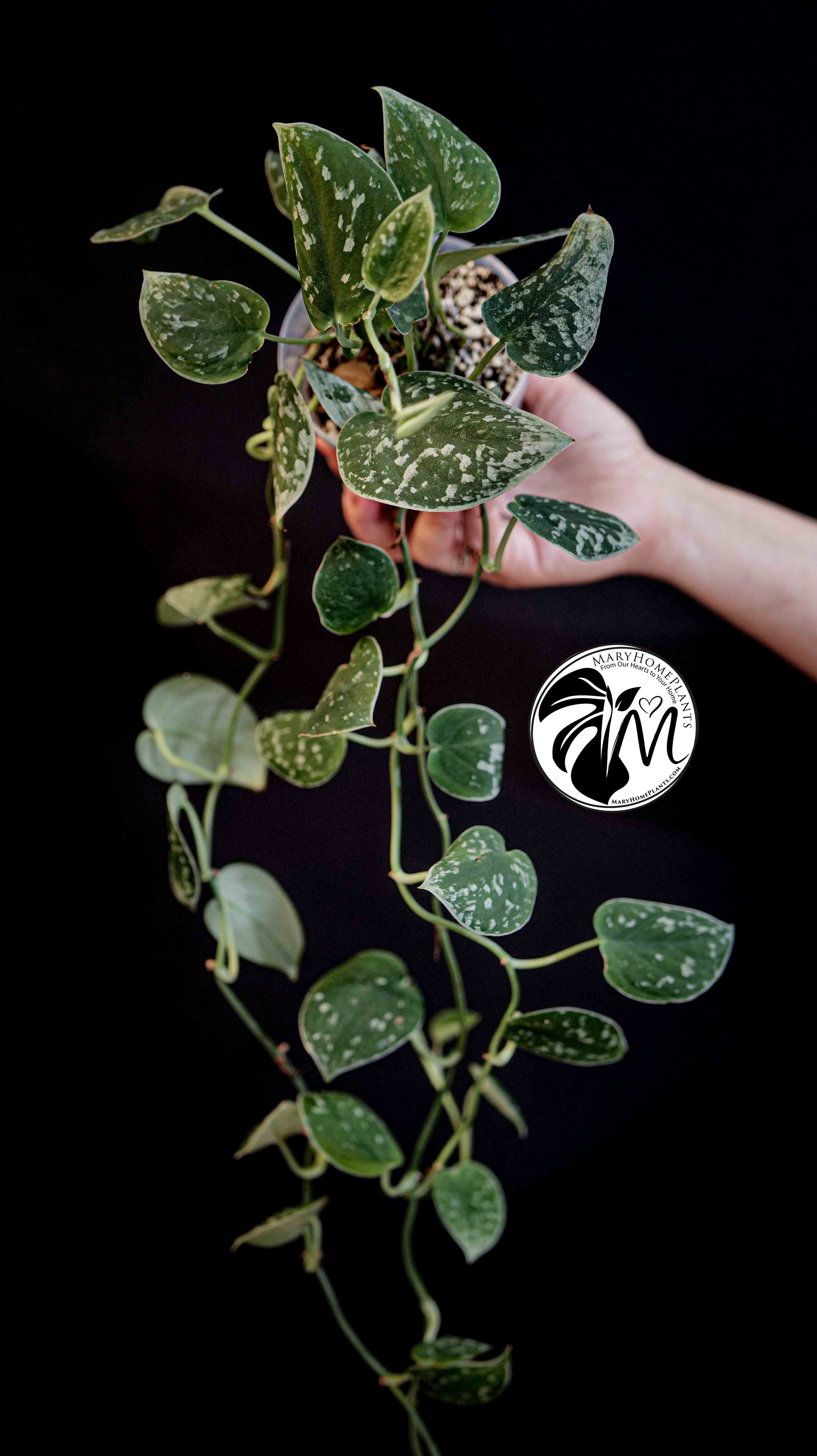 Scindapsus Silver Lady