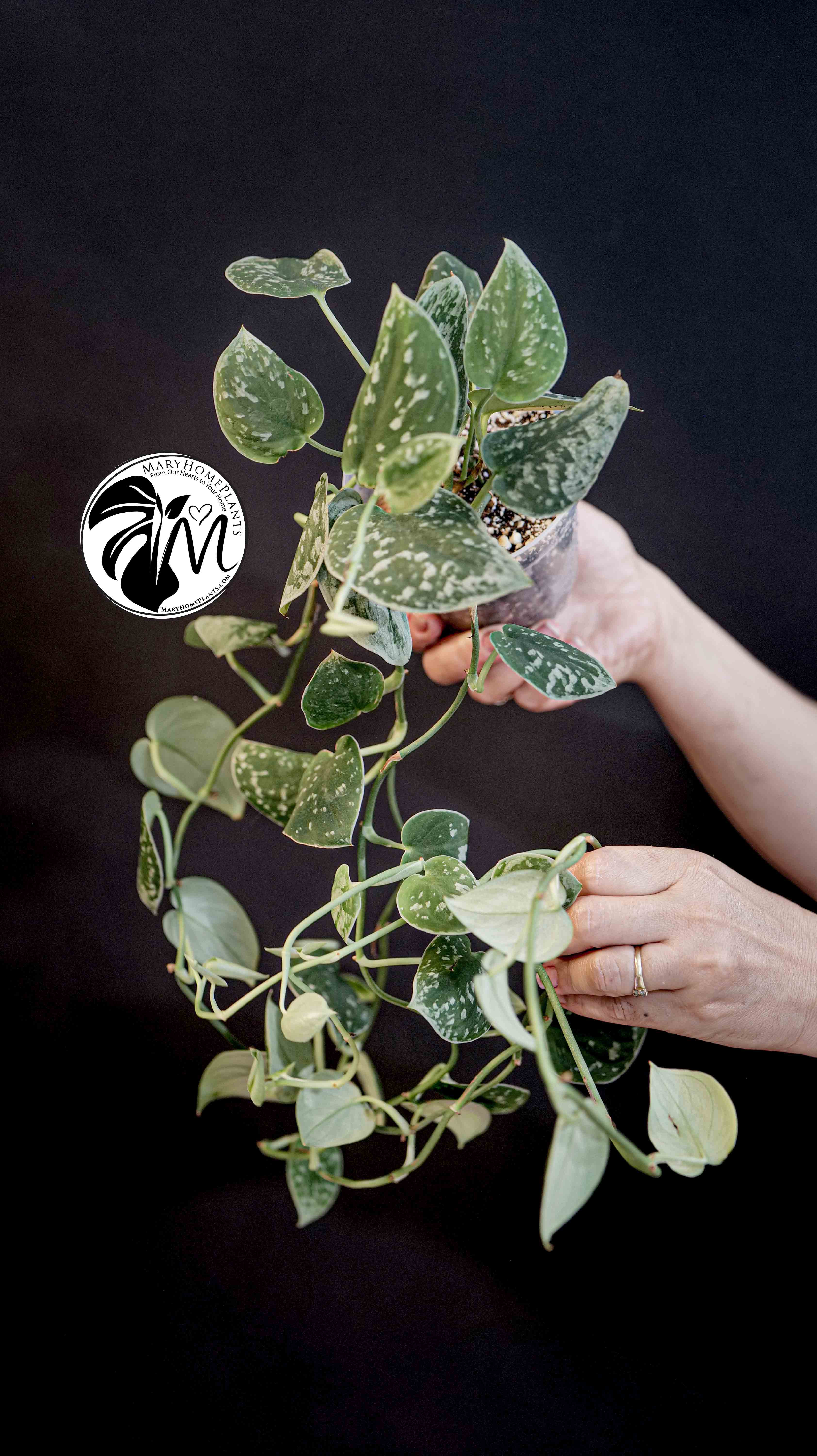 Scindapsus Silver Lady
